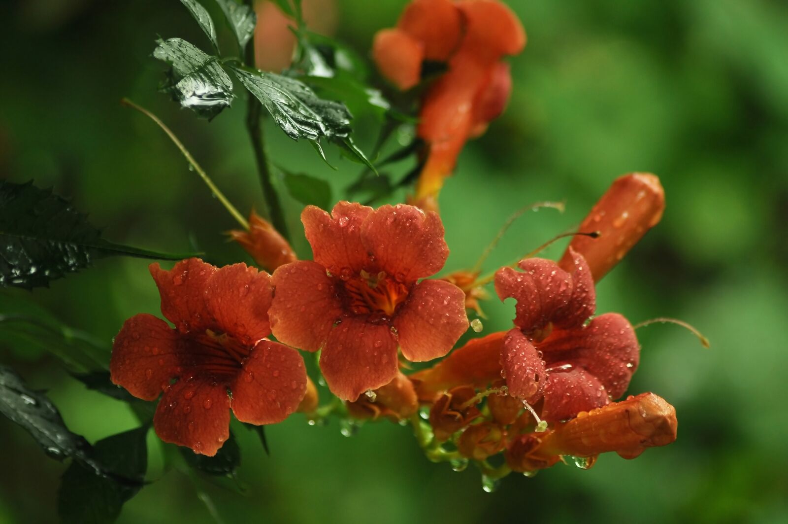 Nikon D90 sample photo. Flowers, orange, bells photography