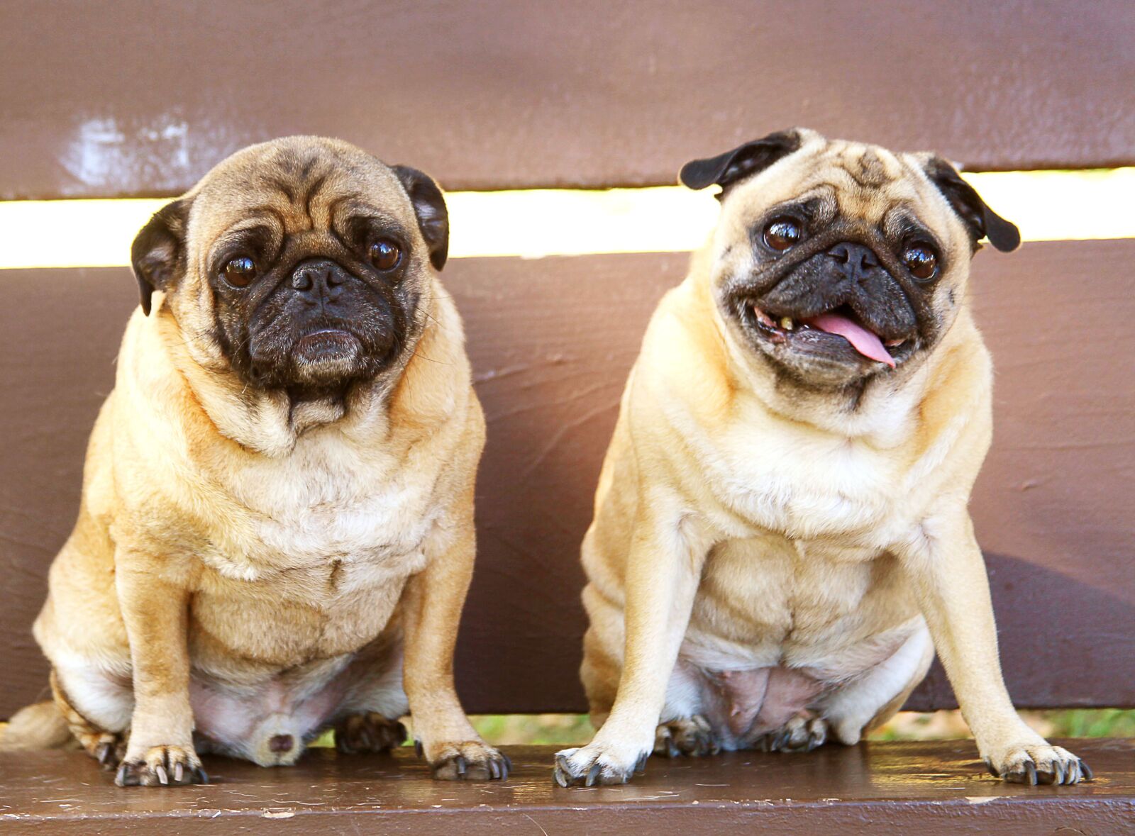 Canon EOS 5D Mark II sample photo. Pugs, bench, sitting photography