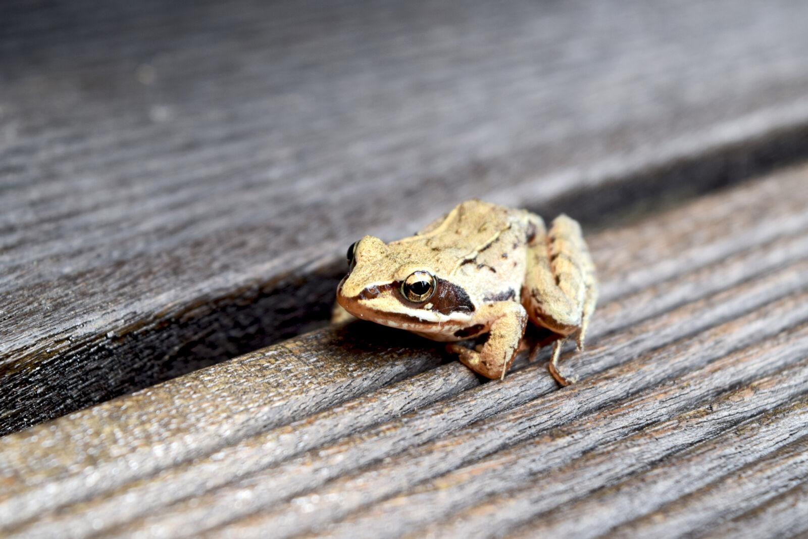 Nikon D3300 sample photo. Animal, frog, amphibian photography