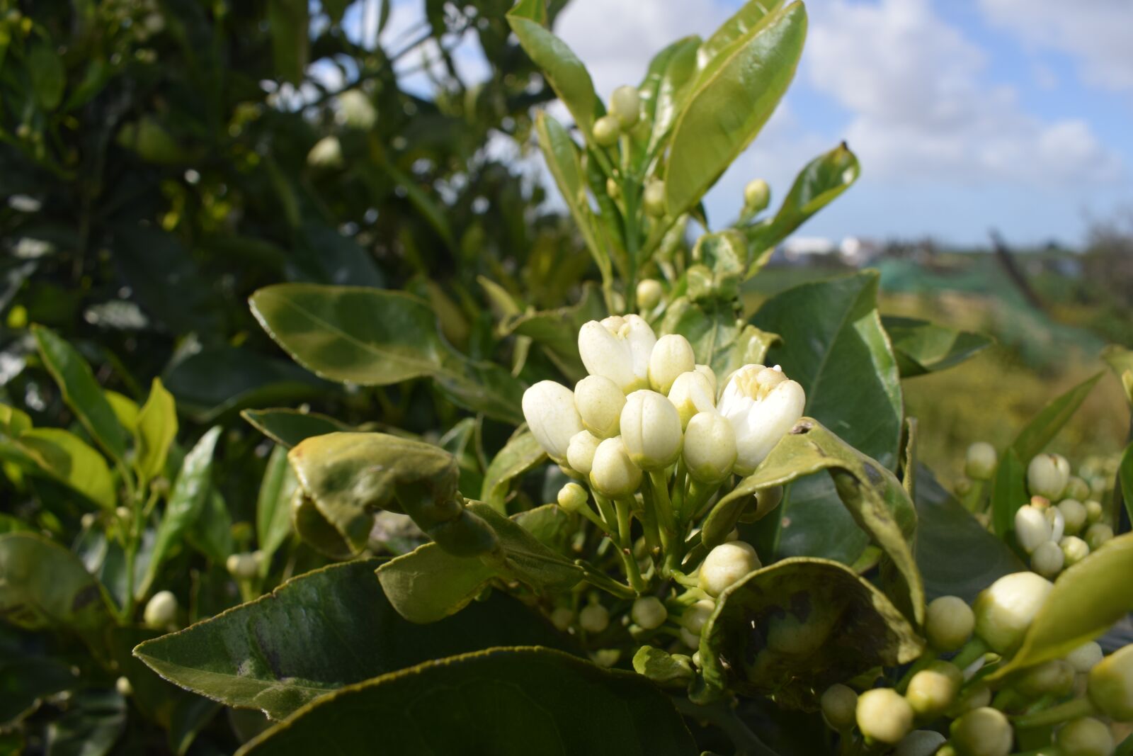 Nikon D3300 sample photo. Tree, nature, plant photography