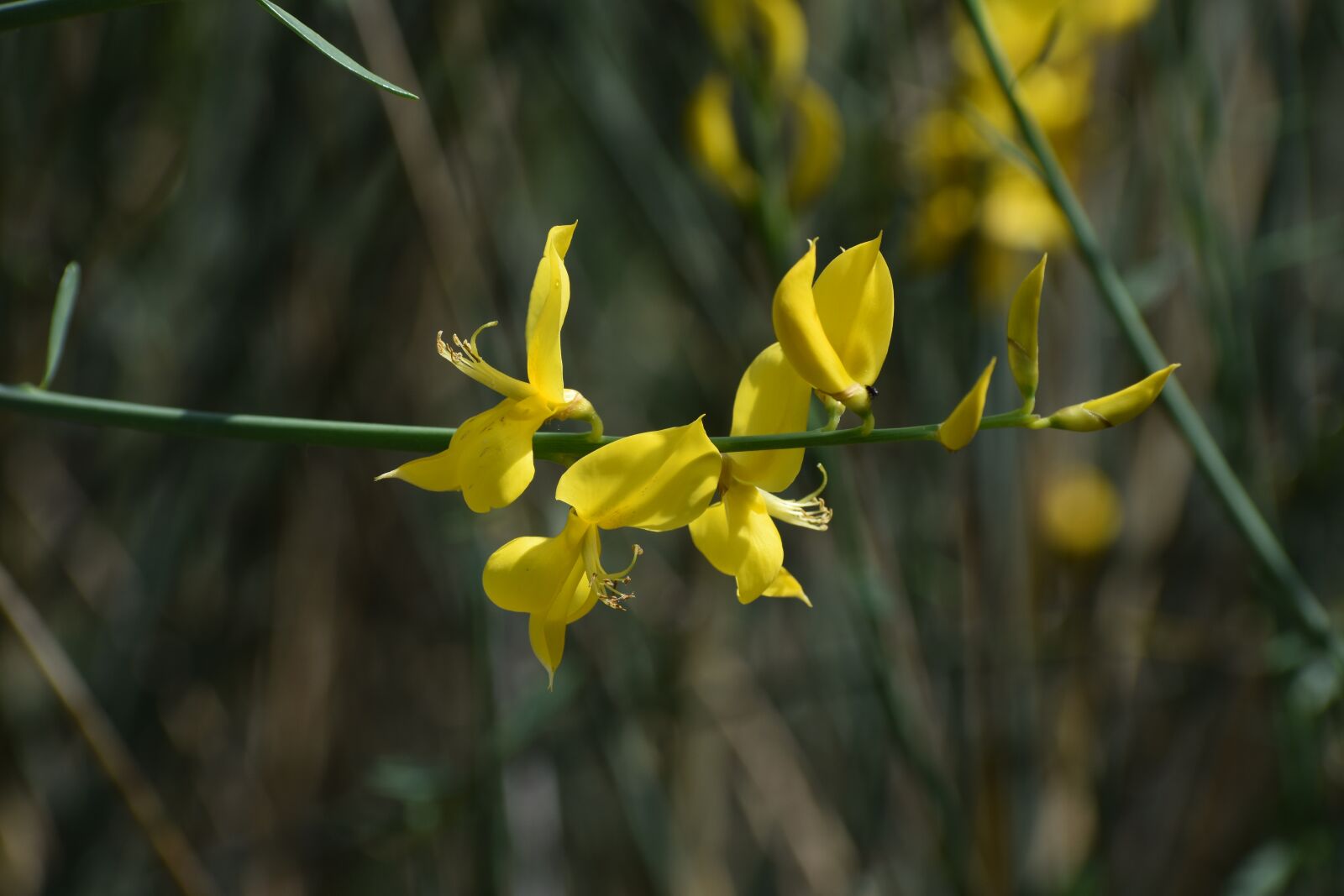 Nikon D3500 sample photo. Flowers, spring, flora photography