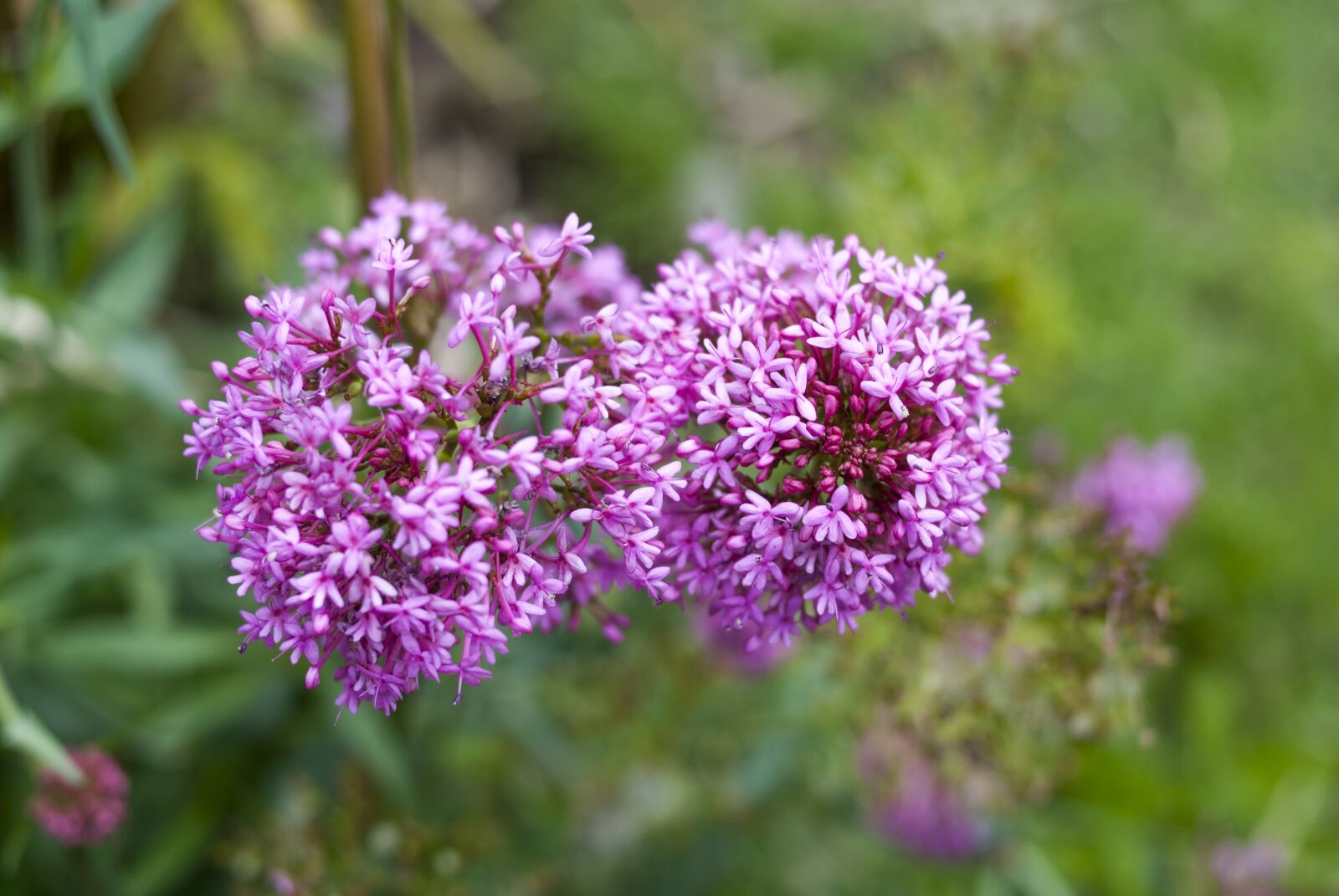 Nikon D60 sample photo. Flower, nature, plant photography