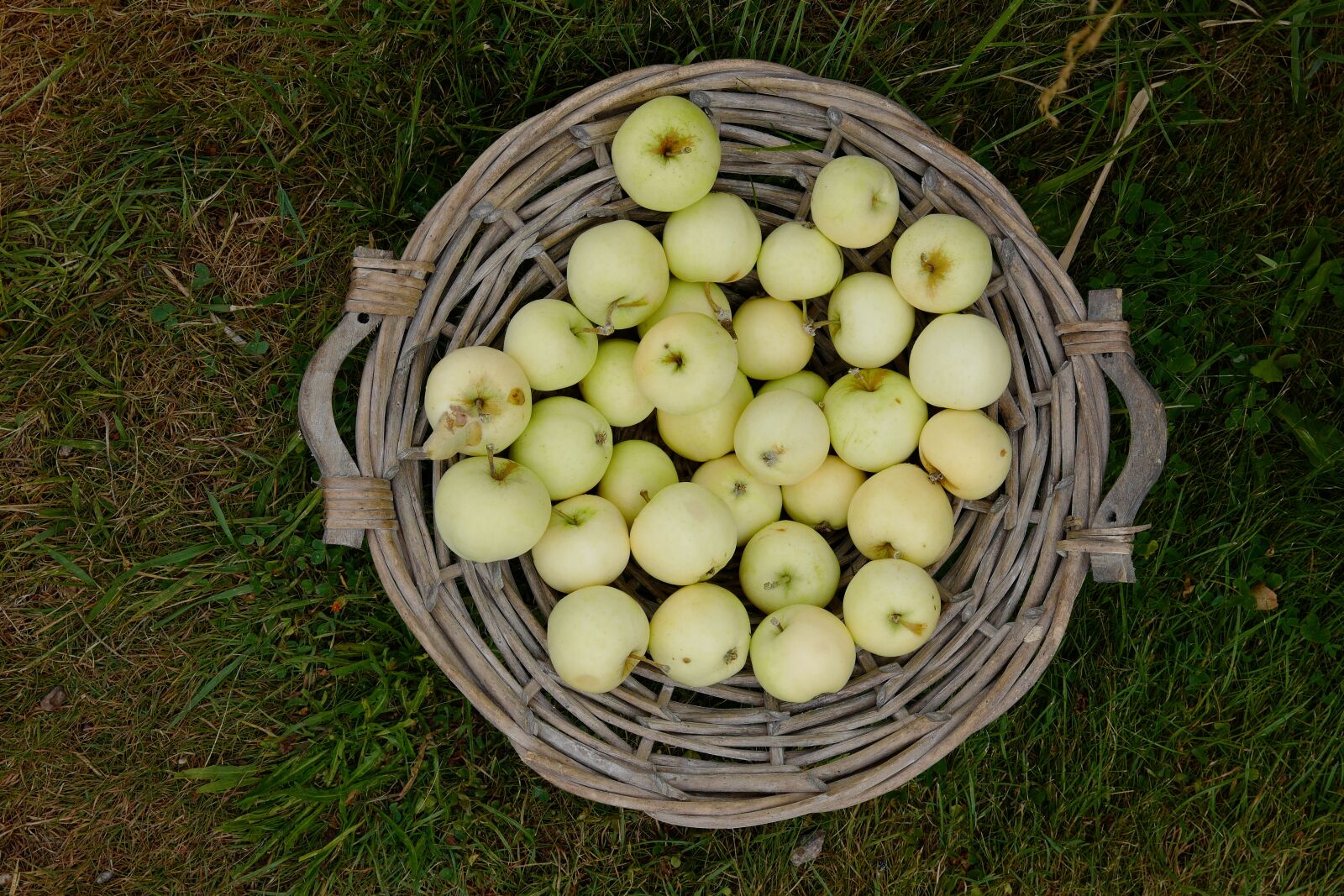 Leica CL sample photo. Apple, basket, fruit photography