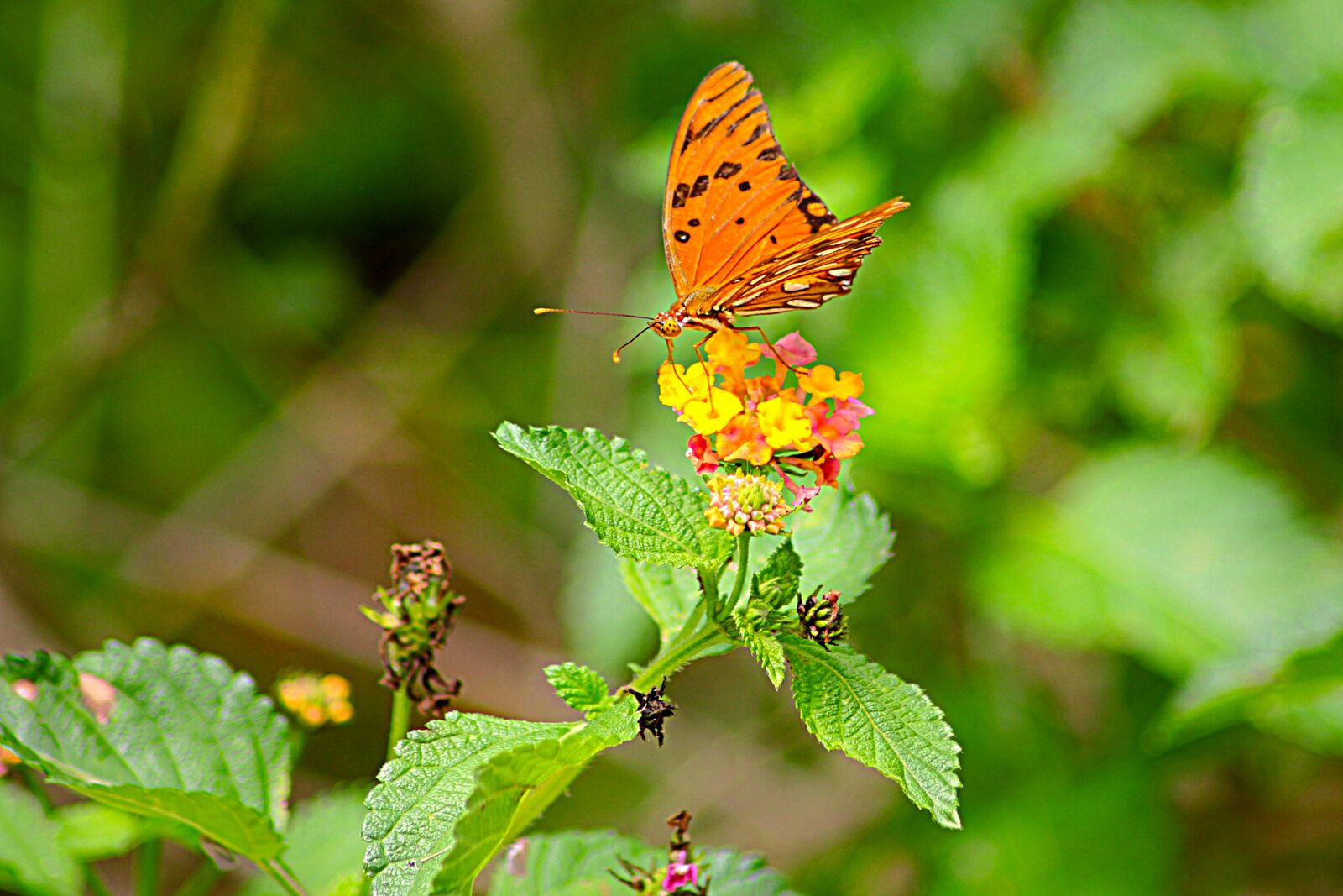 Canon EOS 550D (EOS Rebel T2i / EOS Kiss X4) sample photo. Worm, butterfly, yellow butterfly photography