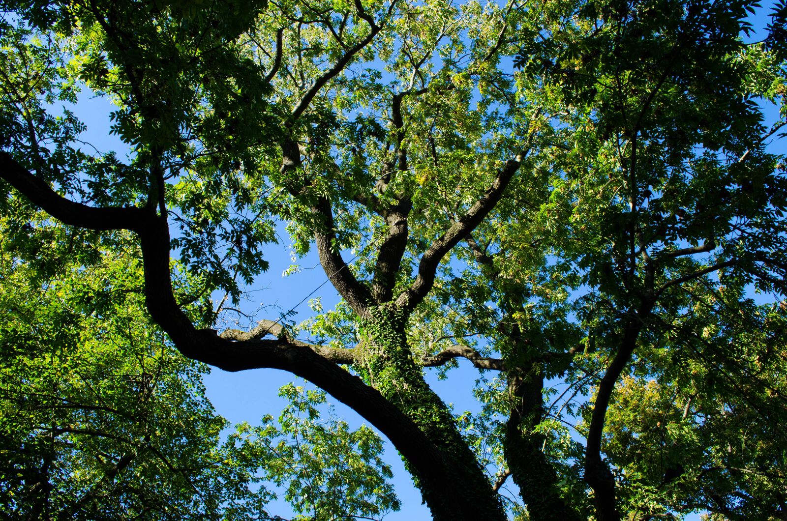Nikon D5100 sample photo. Tree, green, nature photography