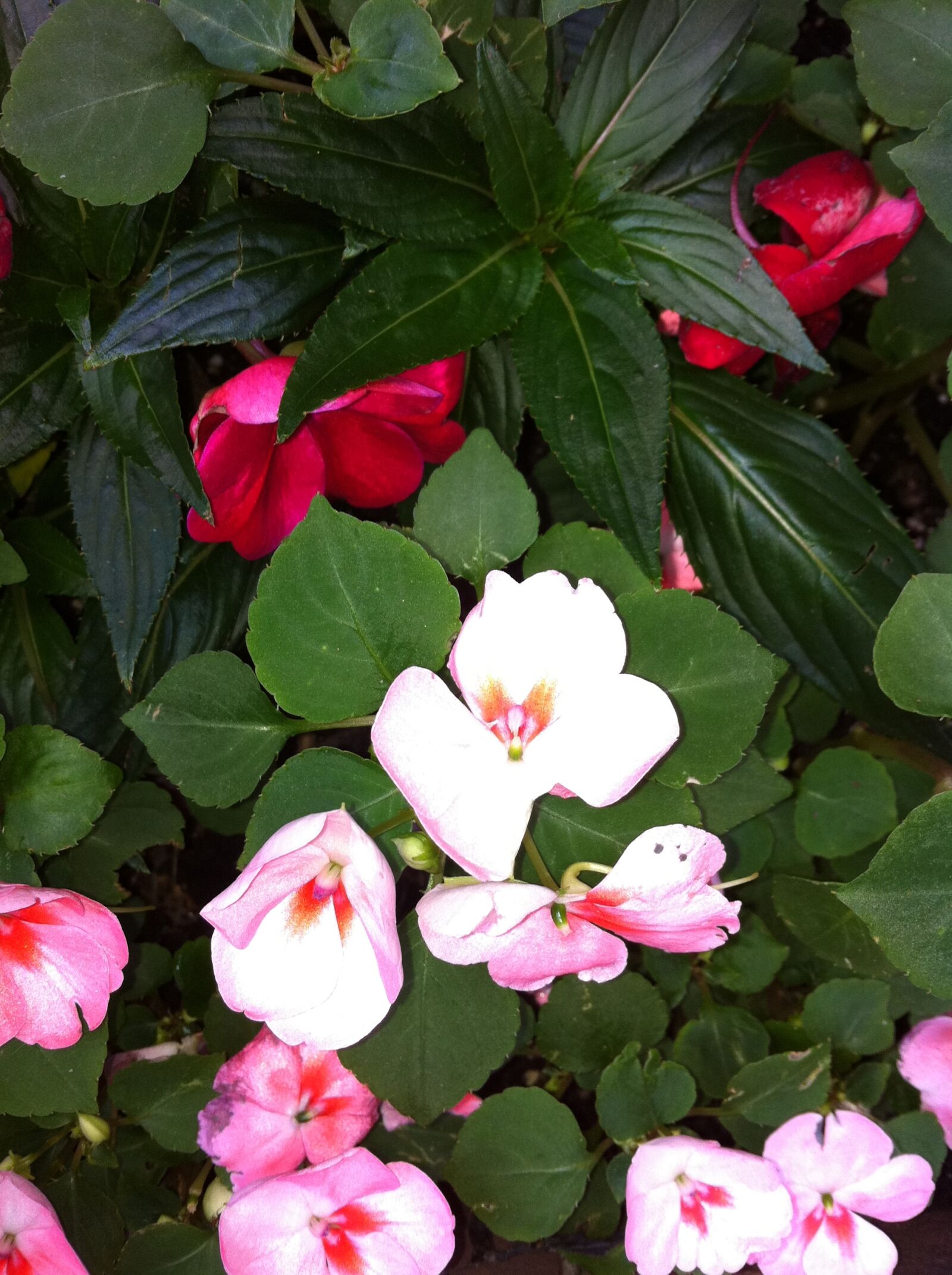Apple iPhone 4 sample photo