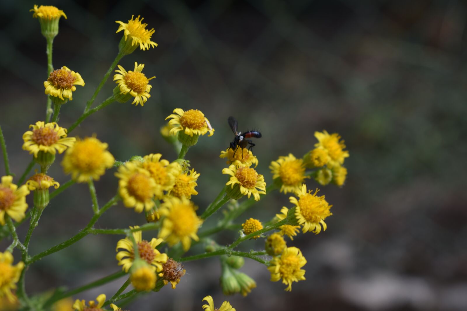 Nikon D3400 sample photo. Insect, macro, plant photography