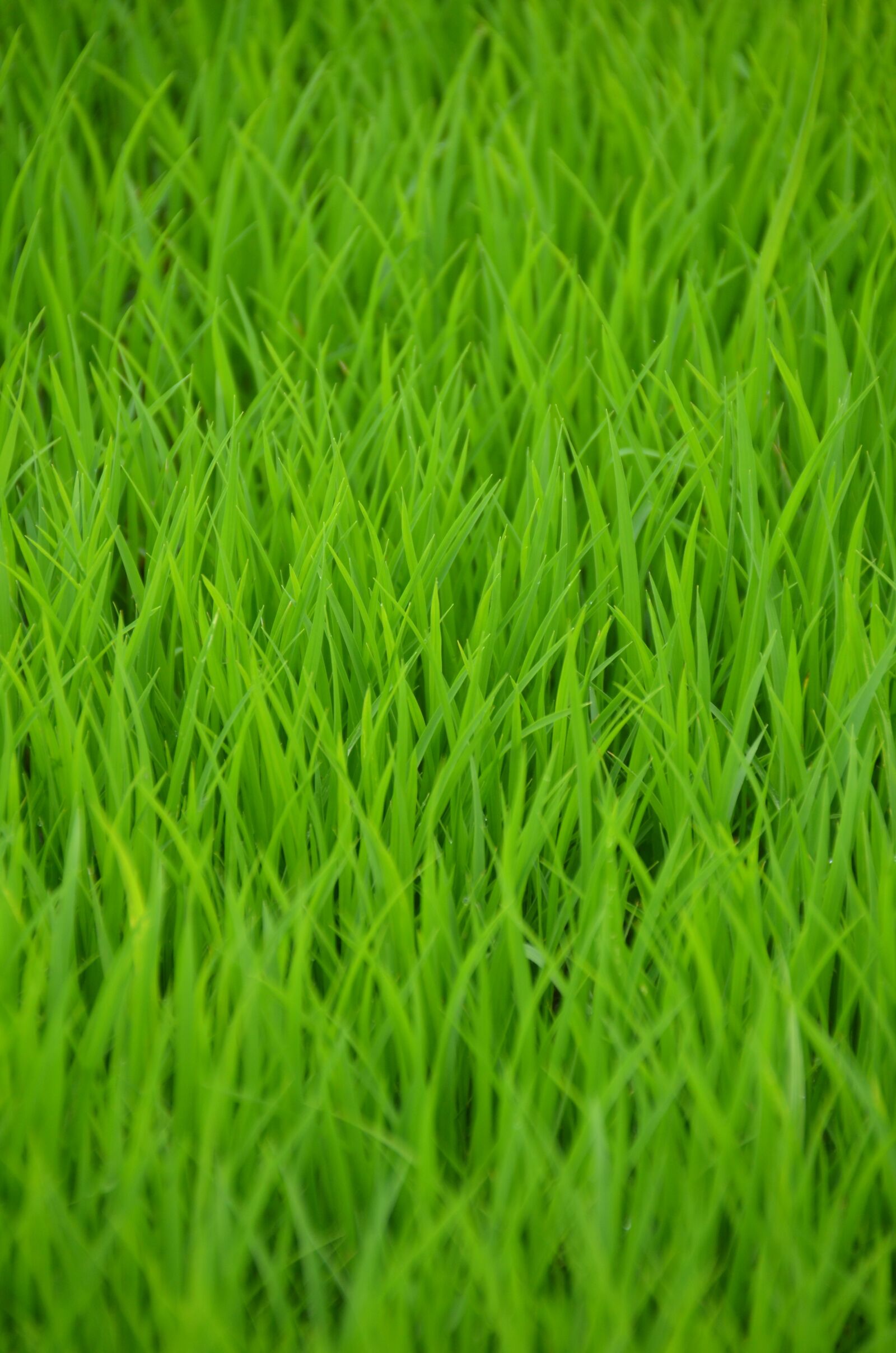 Nikon D7000 sample photo. Green, rice, rice field photography