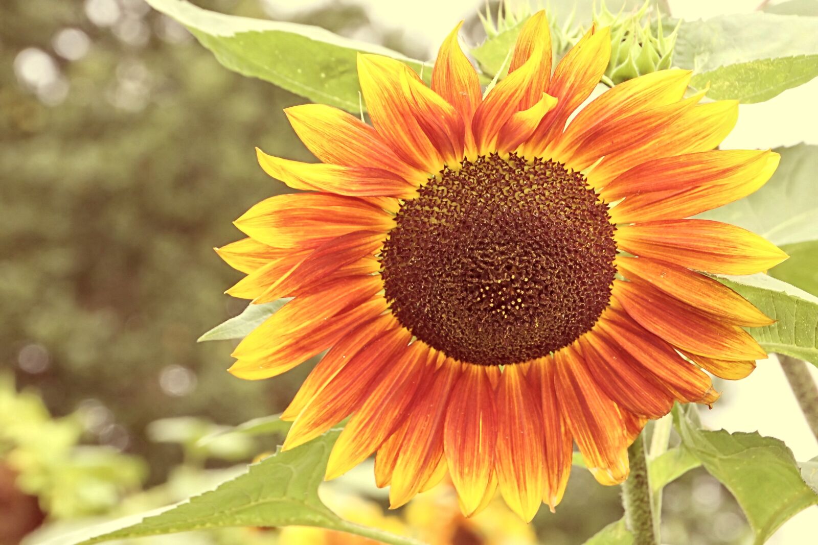 Canon EOS 1200D (EOS Rebel T5 / EOS Kiss X70 / EOS Hi) sample photo. Sunflower, mehrfahrbig, blossom photography