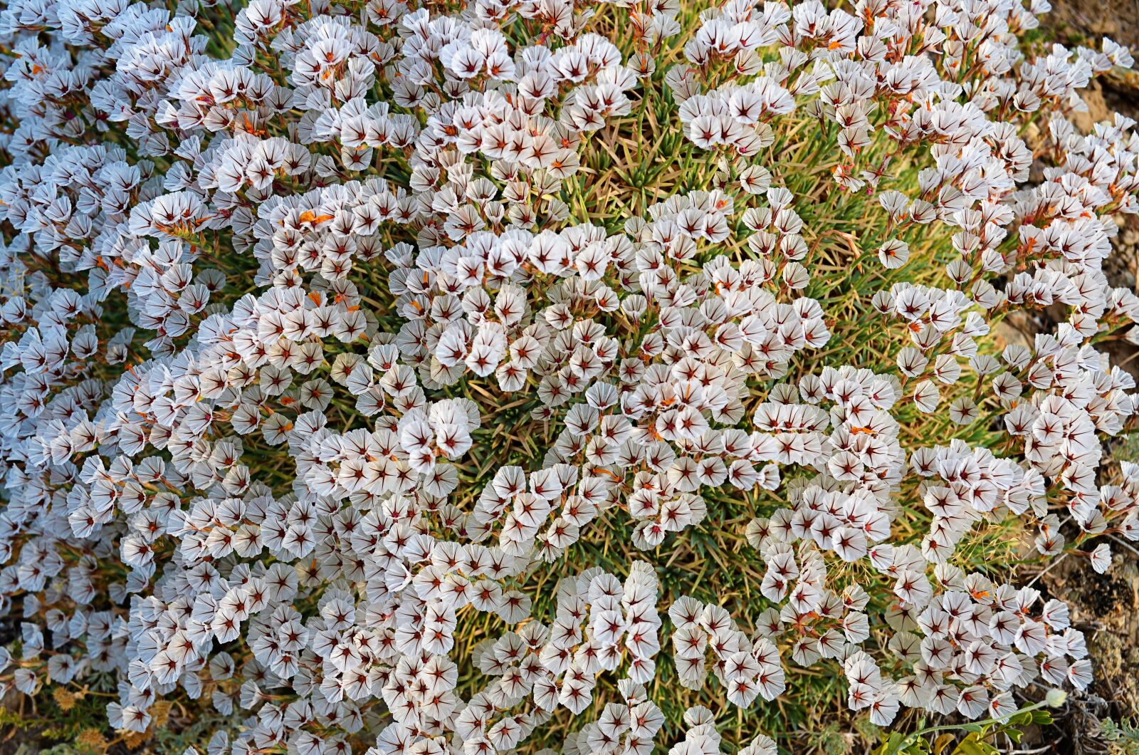 Nikon D5100 sample photo. Flower, chichewa live, vivid photography
