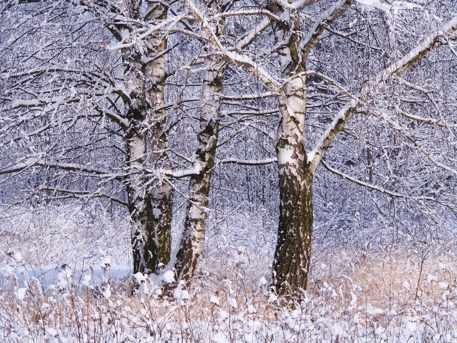 Olympus PEN E-PL5 + Olympus M.Zuiko Digital ED 40-150mm F4-5.6 R sample photo. Winter, snow, tree photography