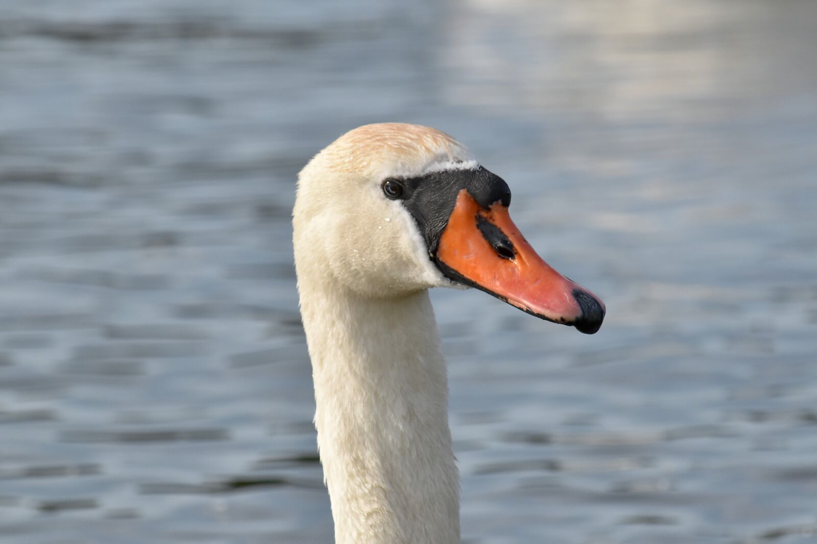 Nikon D5500 sample photo. Portrait, swan, wading bird photography