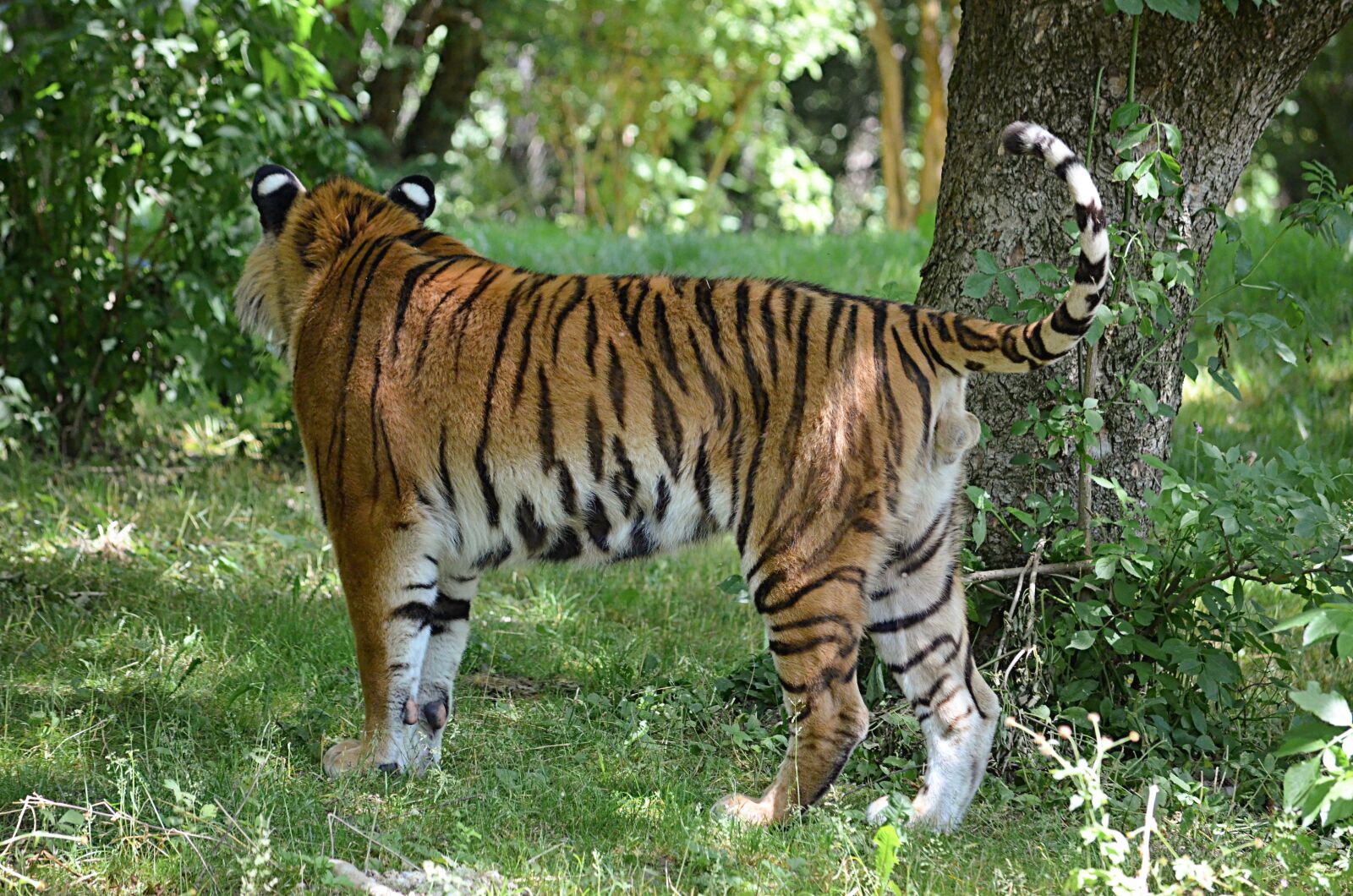 Nikon D5100 sample photo. Tiger, siberian tiger, animal photography