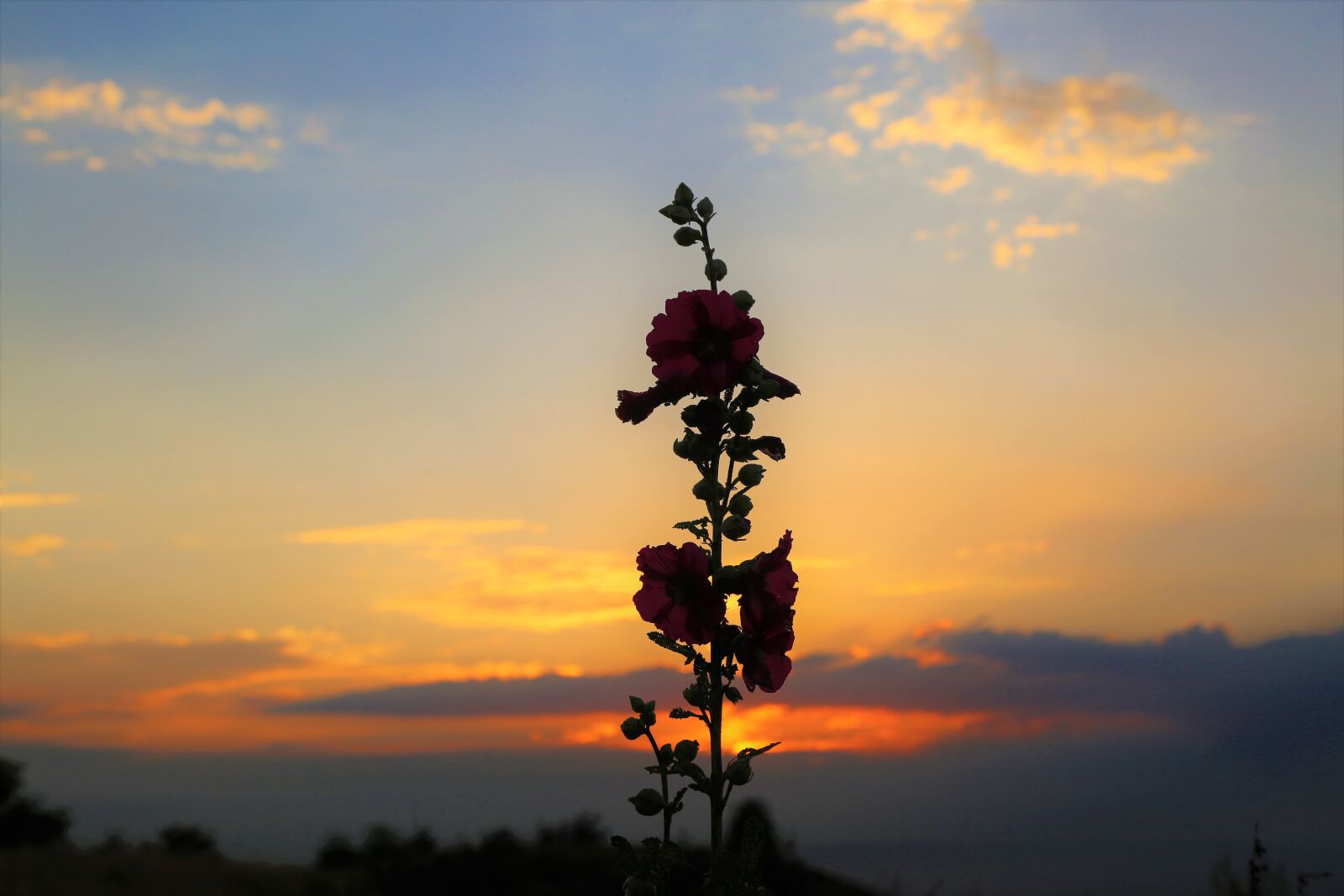 Canon EF 24-105mm F4L IS USM sample photo. Sunset, in the evening photography