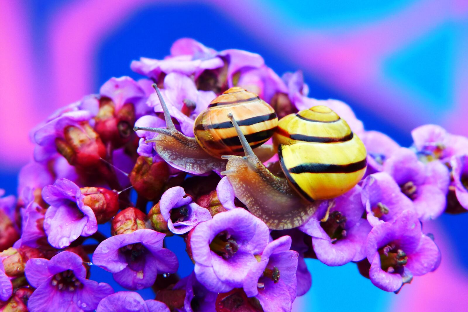 Panasonic Lumix DMC-FZ200 sample photo. Wst yki gajowe, molluscs photography