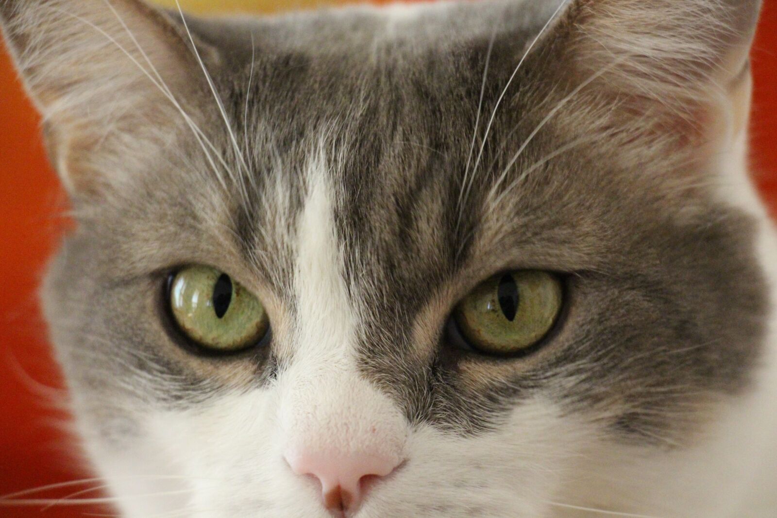 Canon EOS 700D (EOS Rebel T5i / EOS Kiss X7i) sample photo. Cat, cat's eye, feline photography
