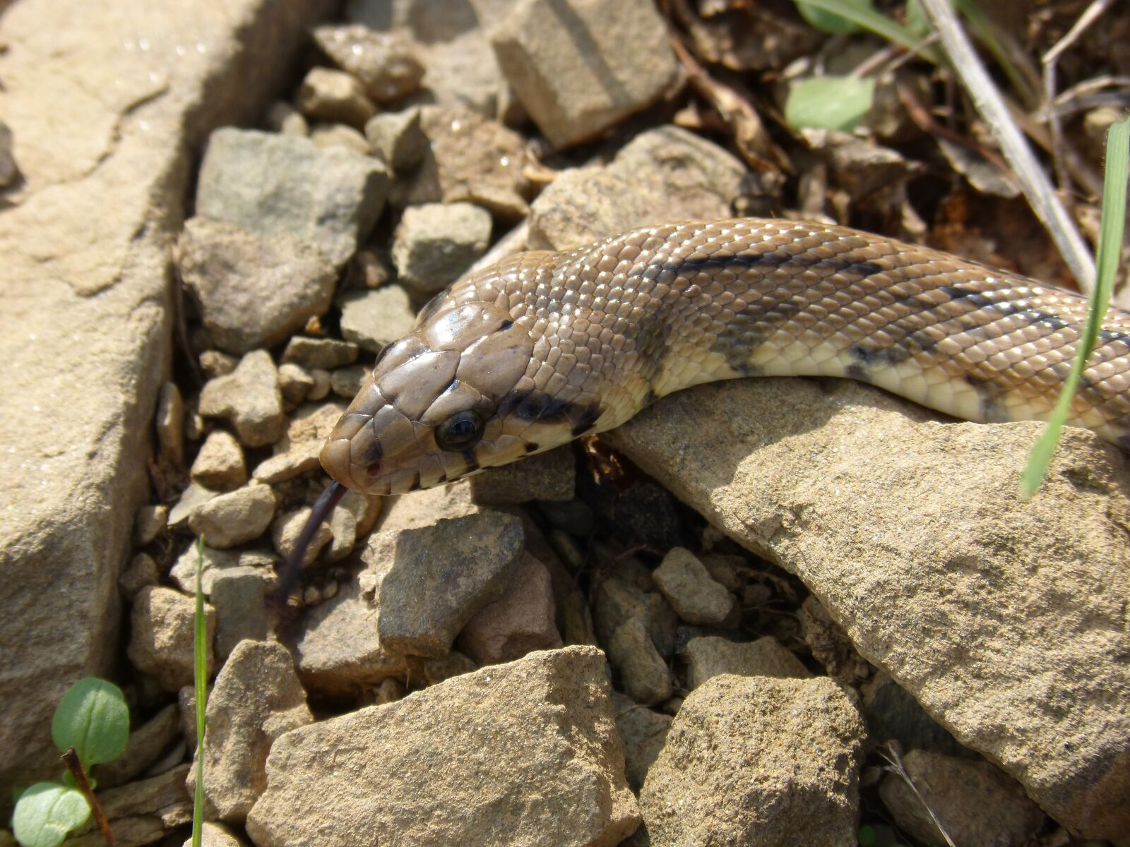 Panasonic DMC-FZ62 sample photo. Ladder snake, snake, threat photography