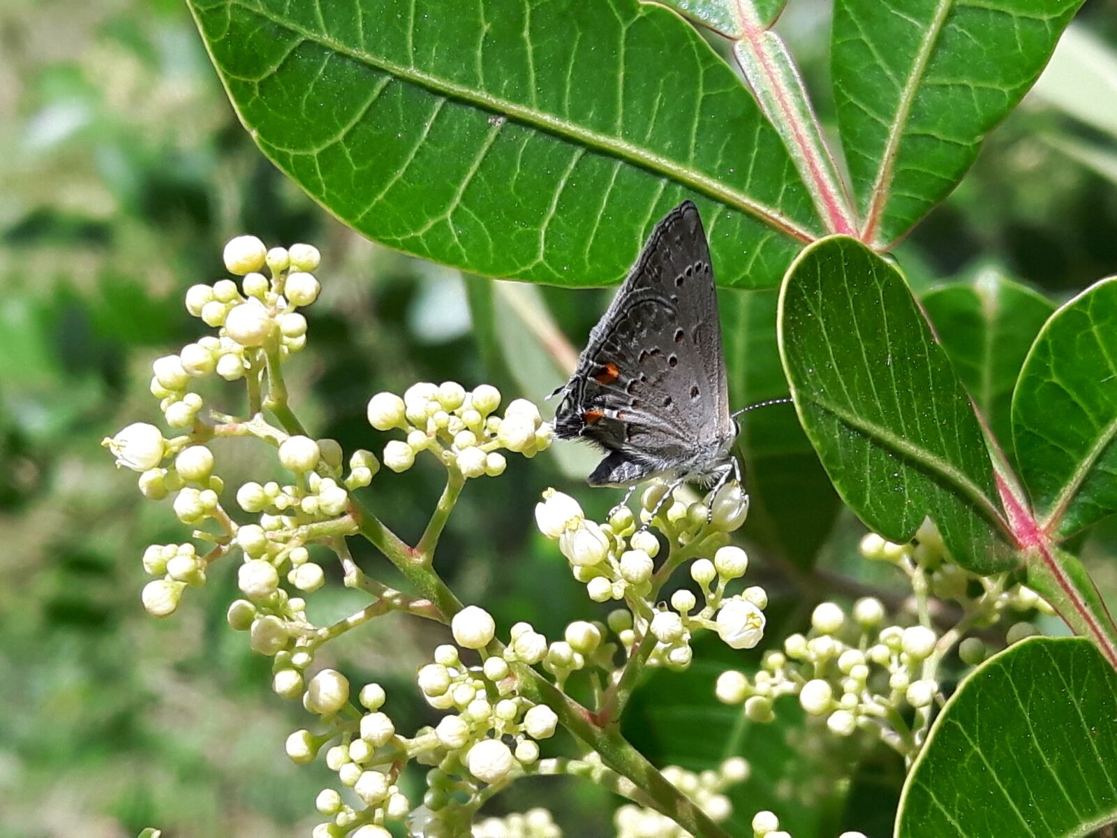 Samsung Galaxy S5 Neo sample photo. Butterfly, insect, ant photography