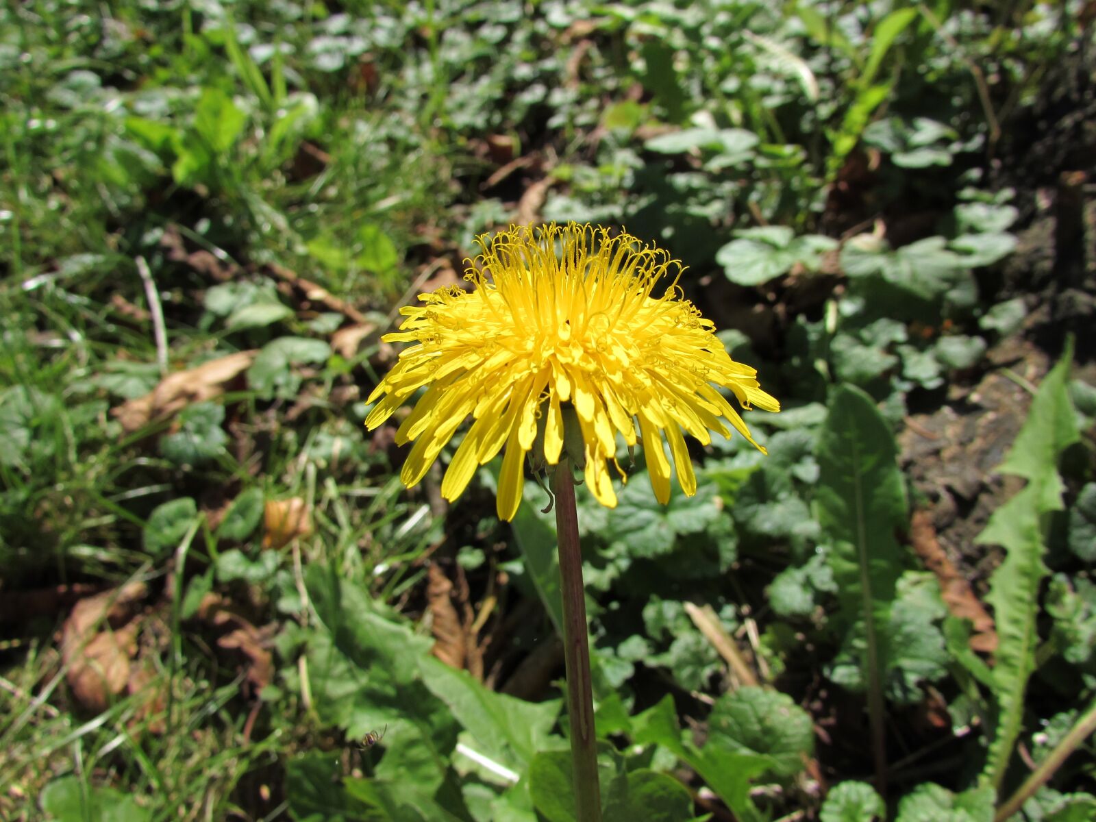 Canon PowerShot SX510 HS sample photo. Dandelion, yellow, flower photography