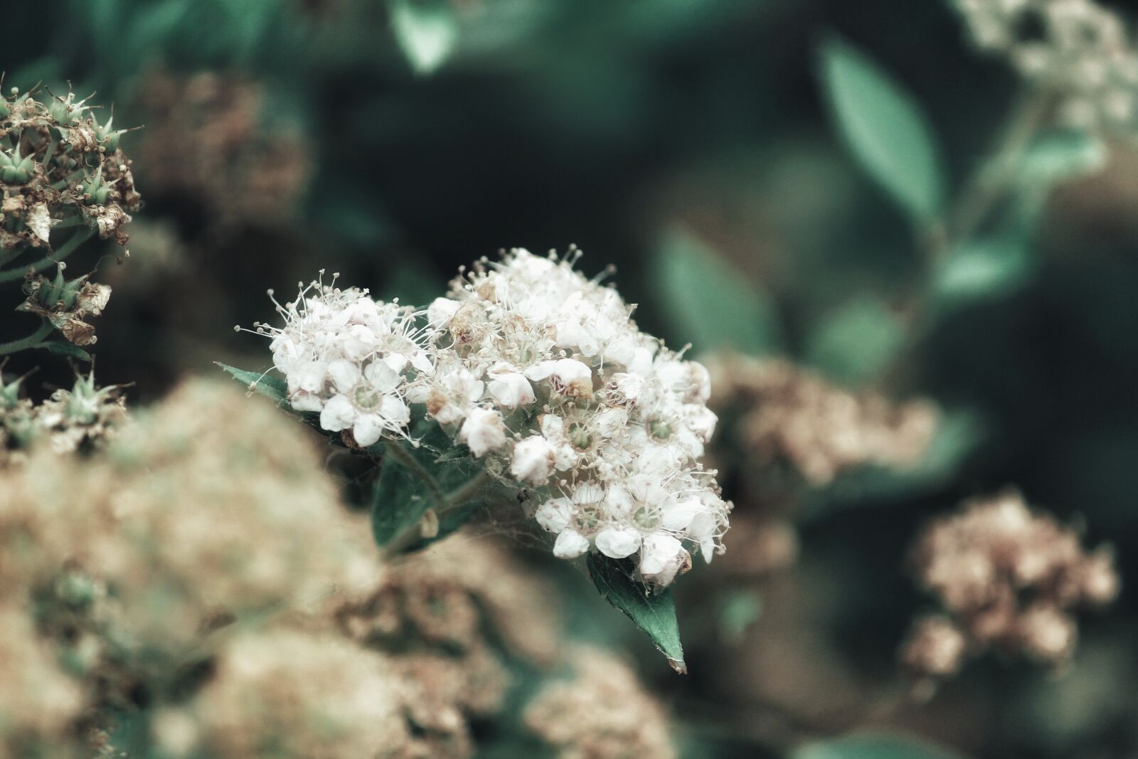 Canon EOS 1200D (EOS Rebel T5 / EOS Kiss X70 / EOS Hi) sample photo. Plant, blossom, bloom photography