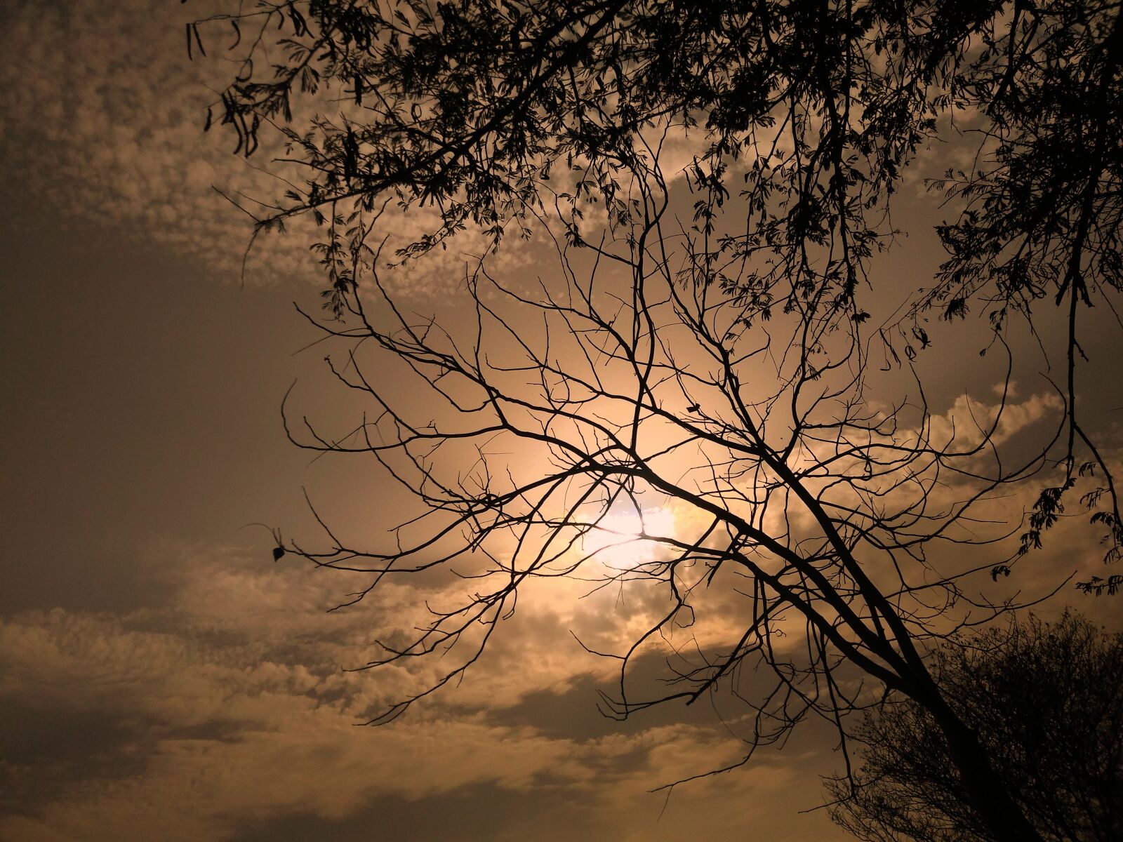 LG Q6 sample photo. Sunset, tree, sun photography