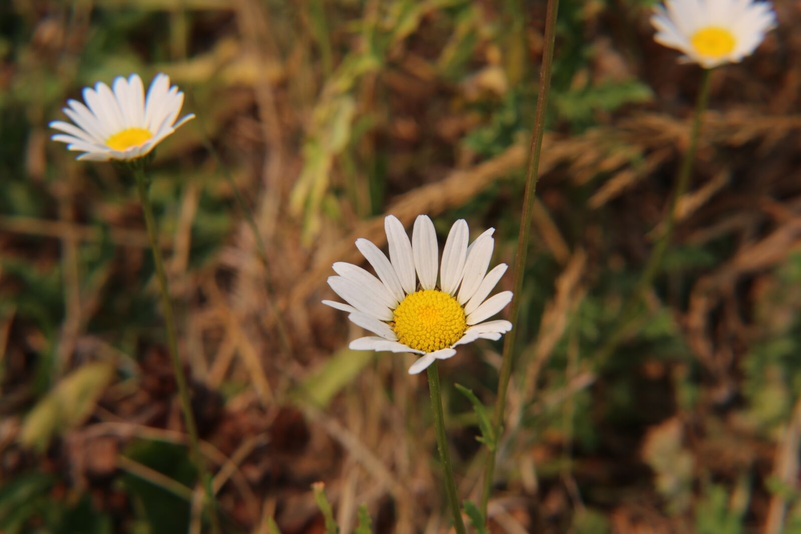 Canon EOS 80D sample photo. Flower, wildflower, daisy photography