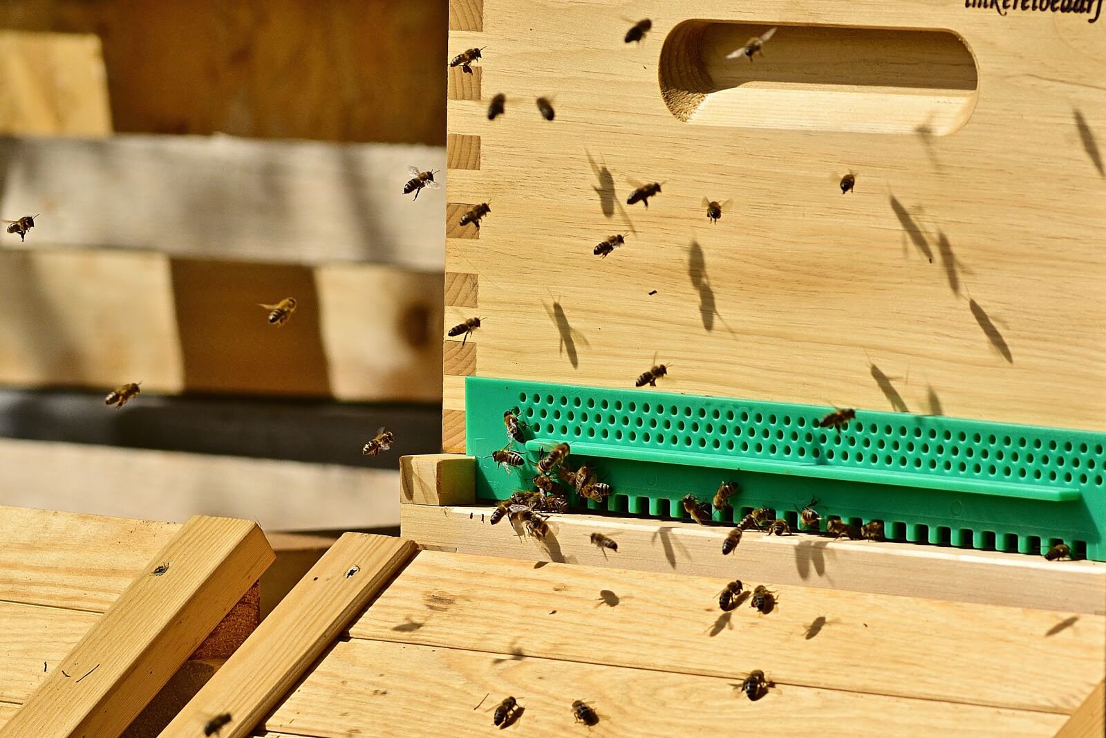 Nikon D5200 sample photo. Bees, beekeeper, beehive photography
