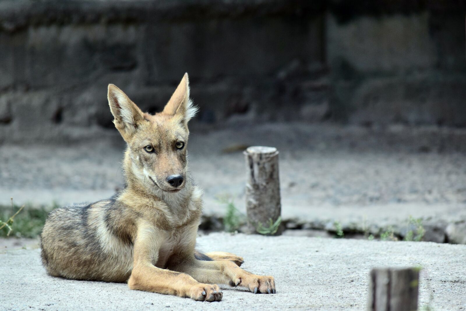Nikon D3300 sample photo. Coyote, animal, zoo photography