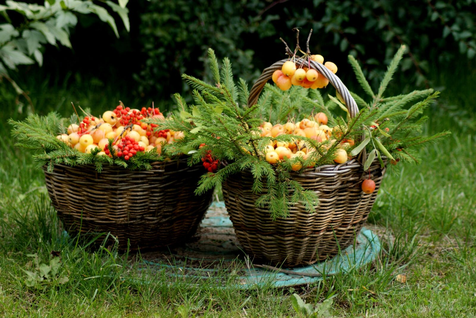 Sony Alpha DSLR-A350 sample photo. Forest, basket, apples photography