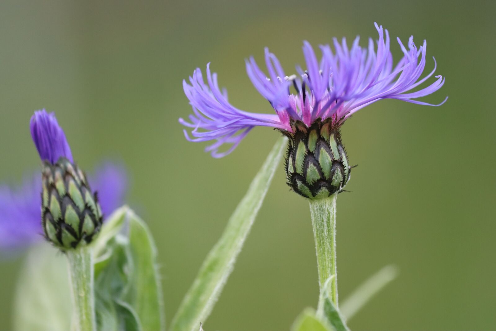 Canon EOS 90D sample photo. Flowers, blue, violet photography
