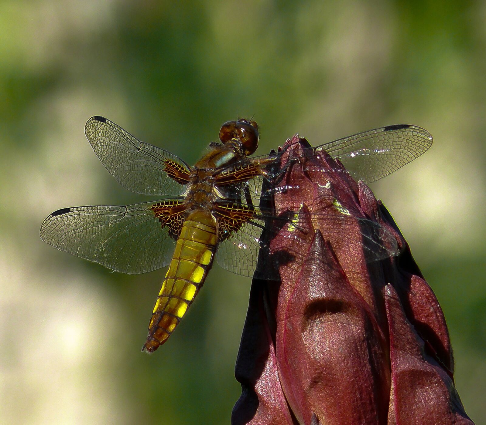 Panasonic DMC-FZ50 sample photo. Nature, dragonfly, color photography