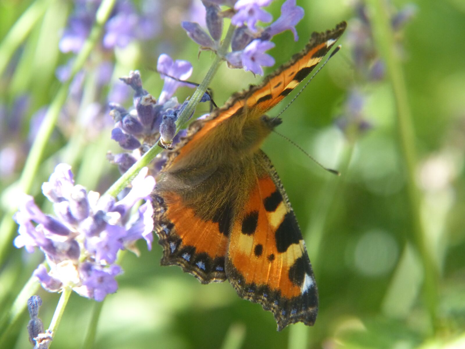 Panasonic Lumix DMC-FZ150 sample photo. Butterfly, flower, blossom photography