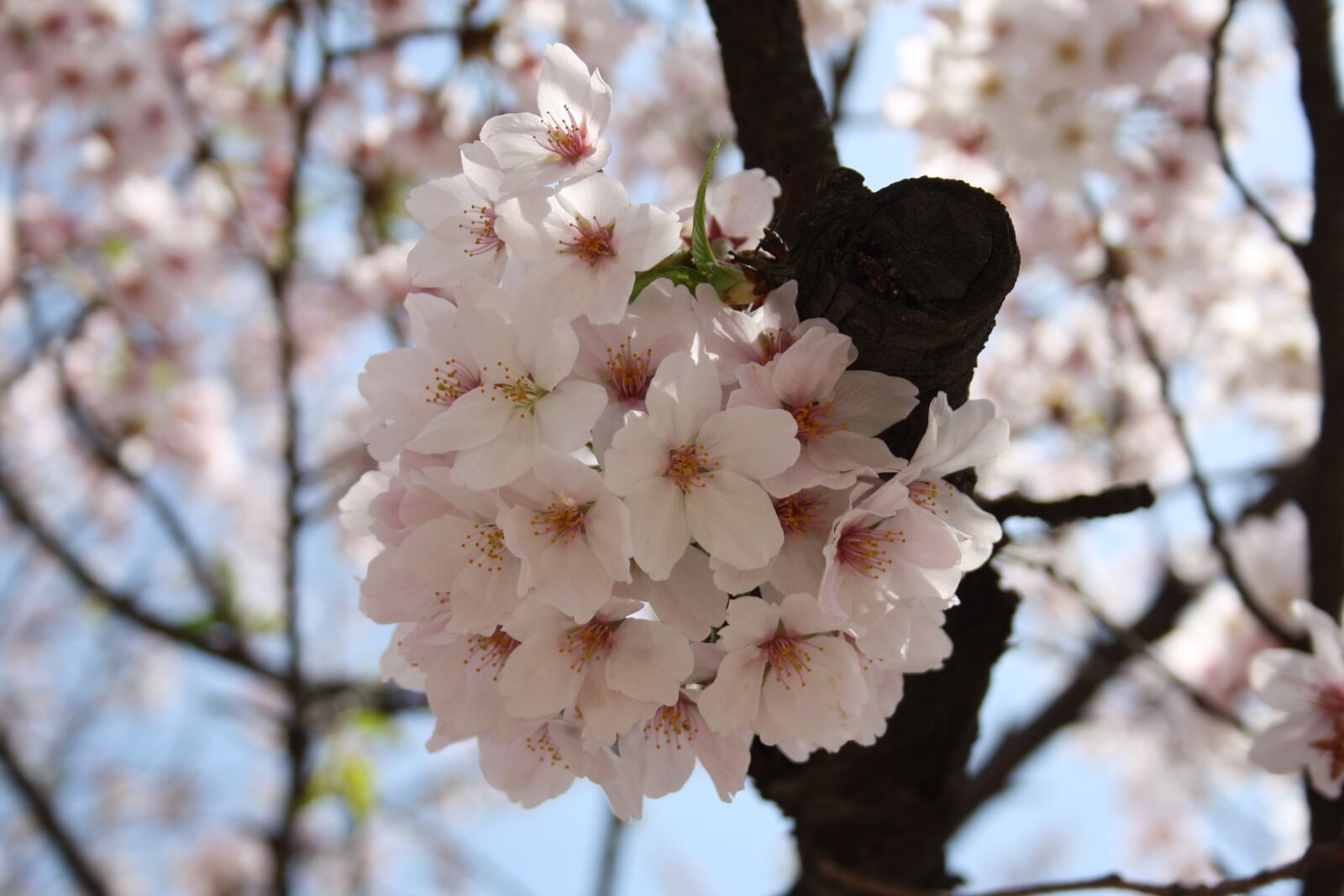 Canon EOS 1000D (EOS Digital Rebel XS / EOS Kiss F) sample photo. Japan, tokyo, cherry blossoms photography