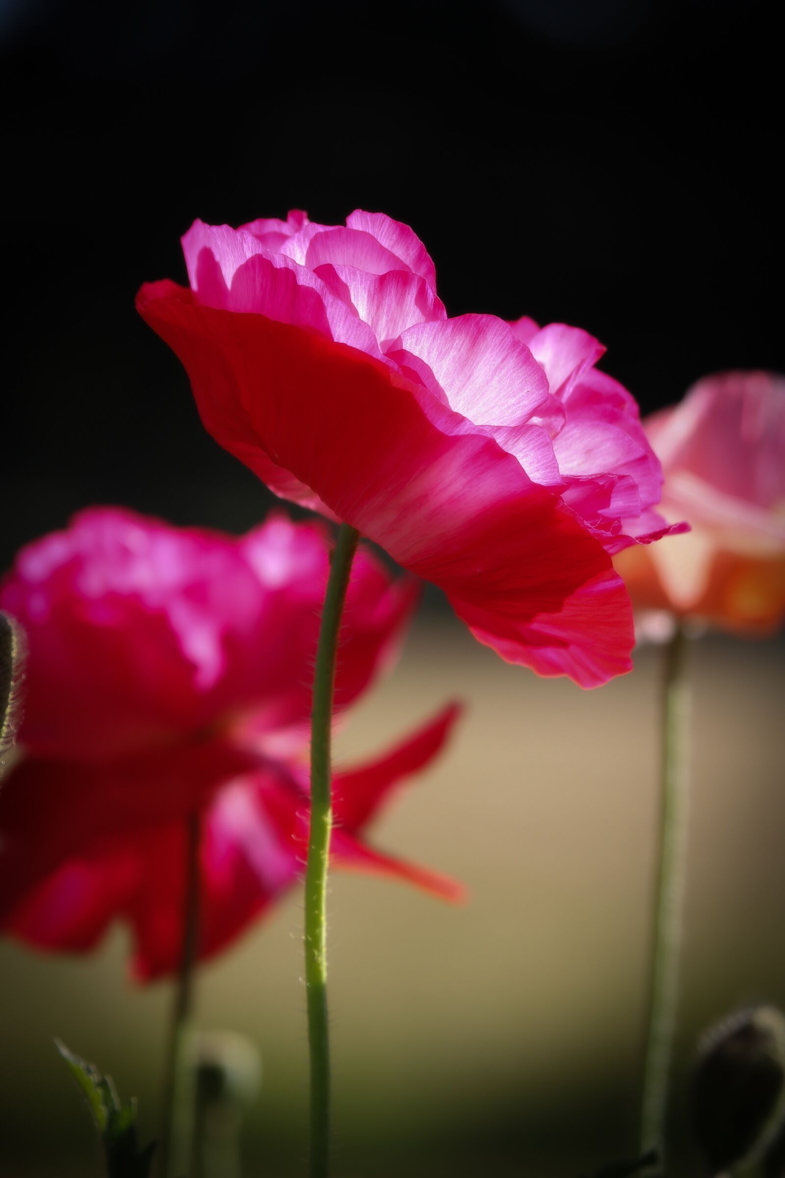 Canon EF-S 55-250mm F4-5.6 IS STM sample photo. Poppy, pink, nature photography