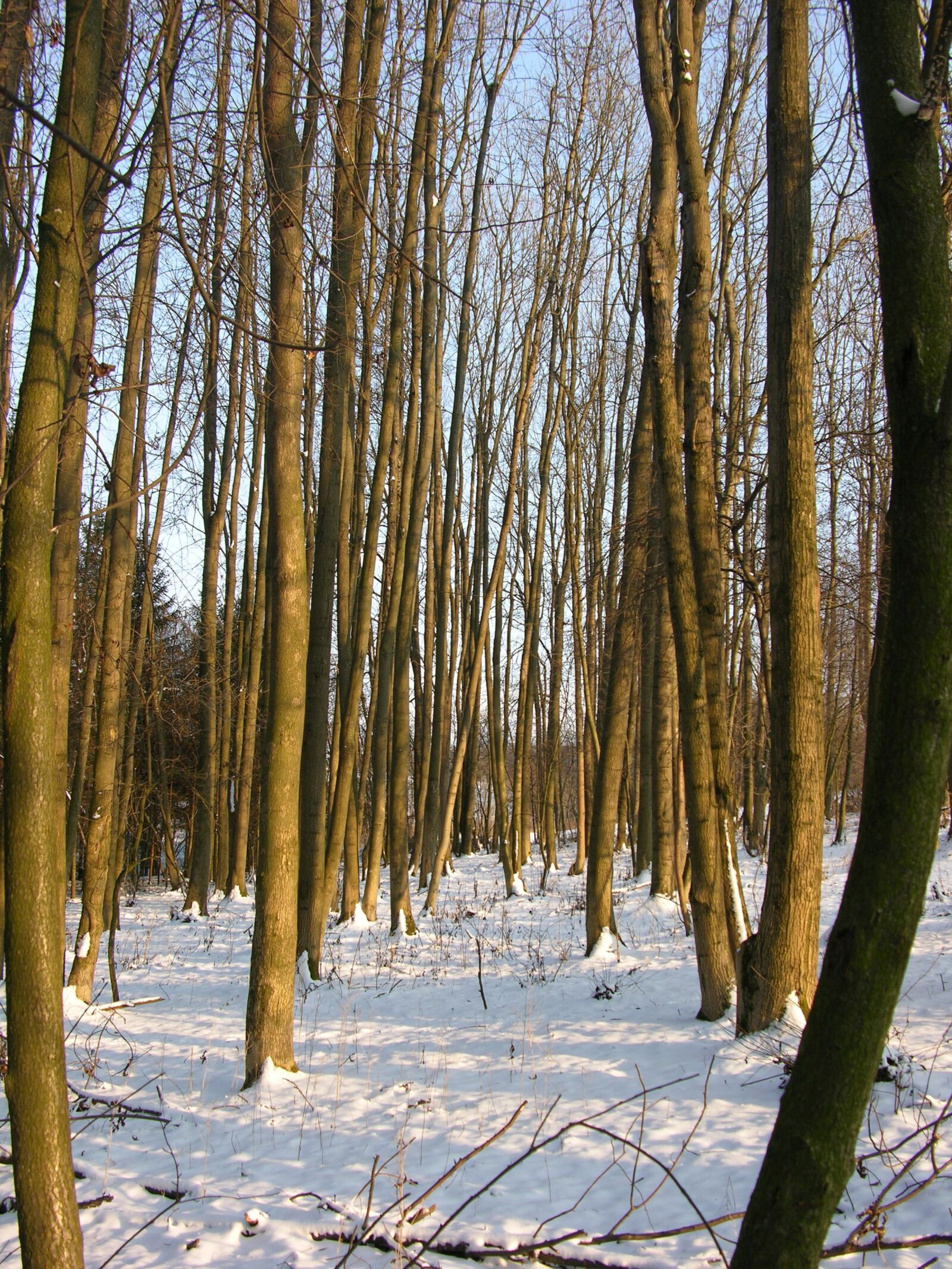 Nikon E8700 sample photo. Forest, snow, winter photography