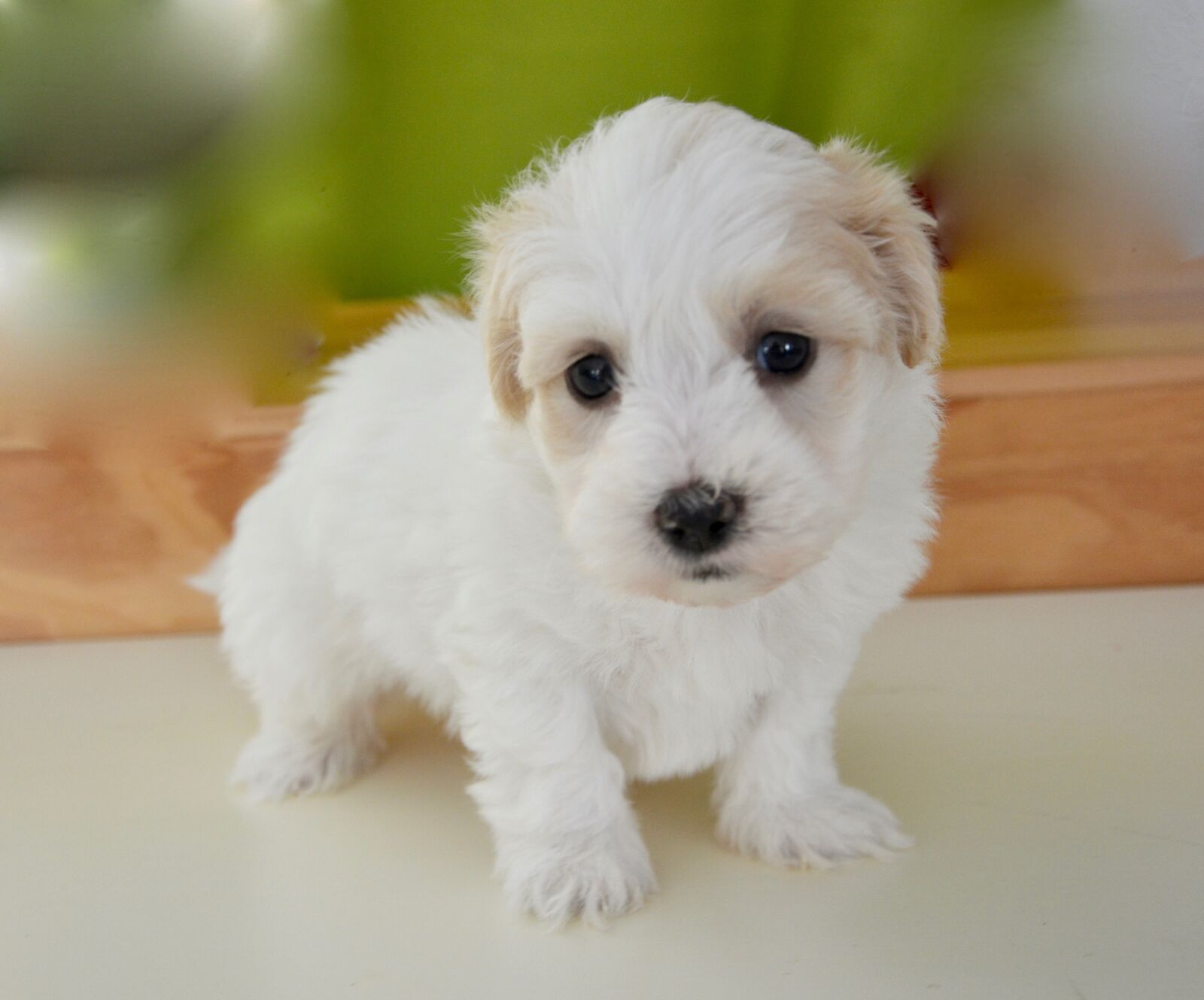 Nikon D5200 sample photo. Puppy, dog, petit photography