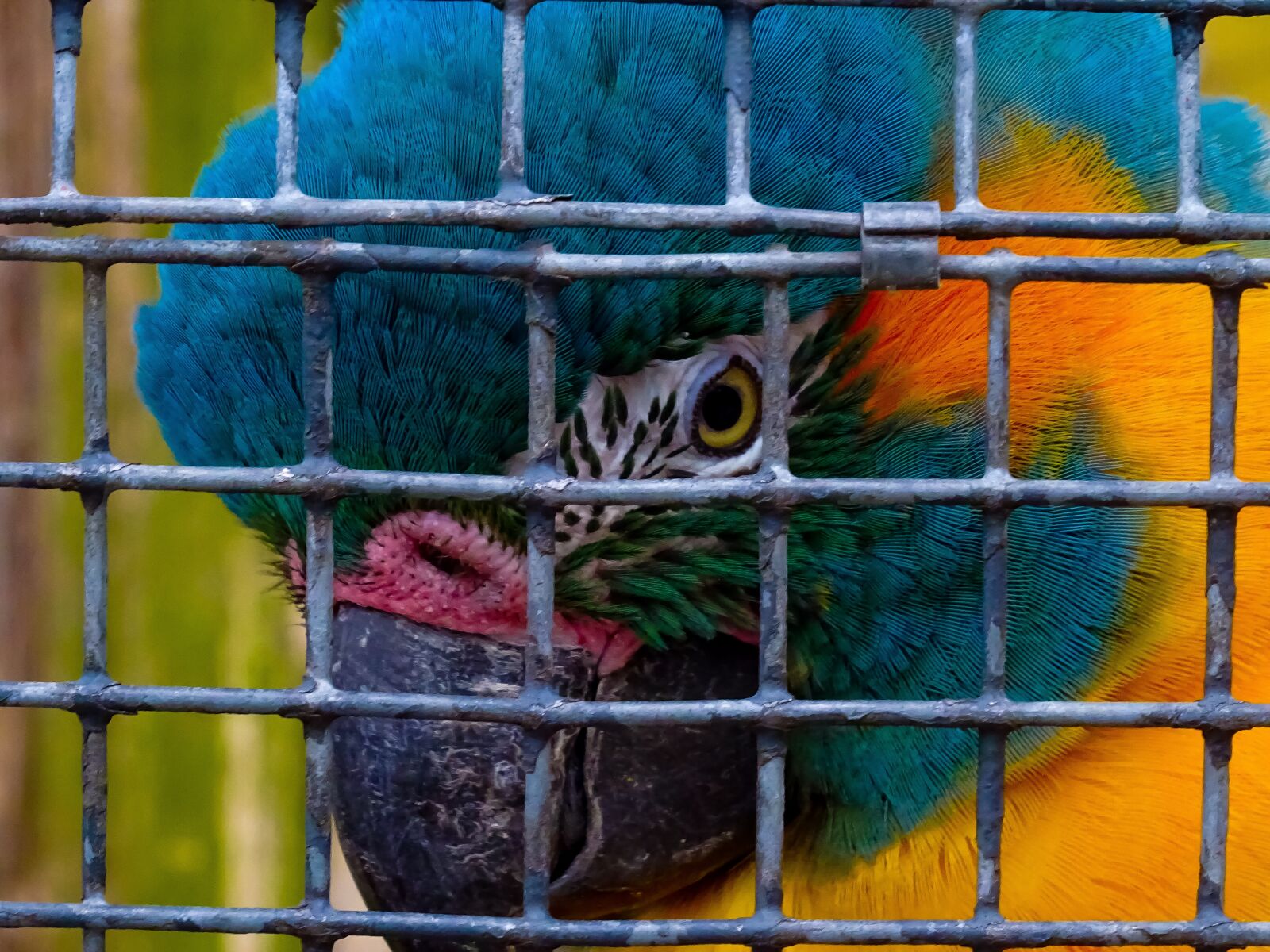 Sony DSC-HX60 sample photo. Bird, jail, metal photography