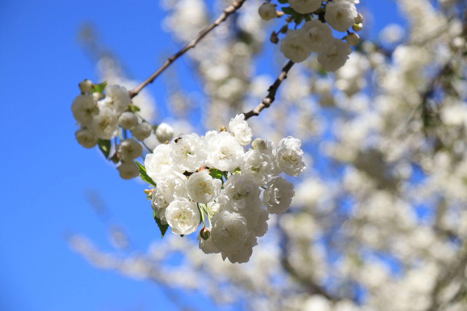 Canon TS-E 90mm F2.8 Tilt-Shift sample photo. White cherry blossoms, spring photography