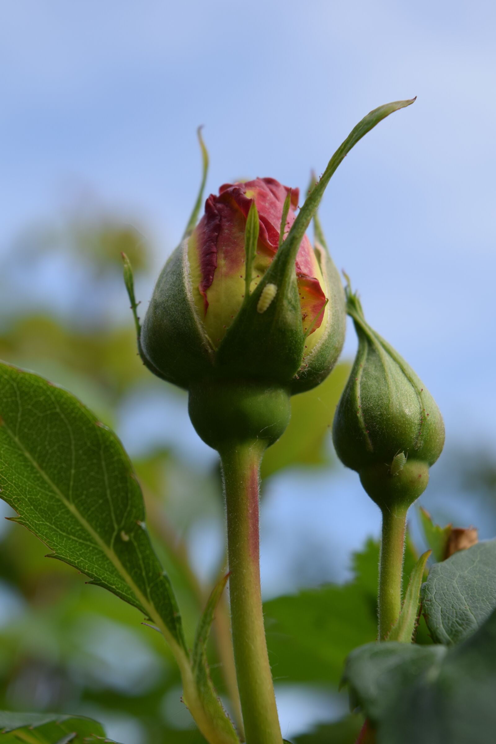 Nikon D3300 sample photo. Rose, bud, rosebud photography