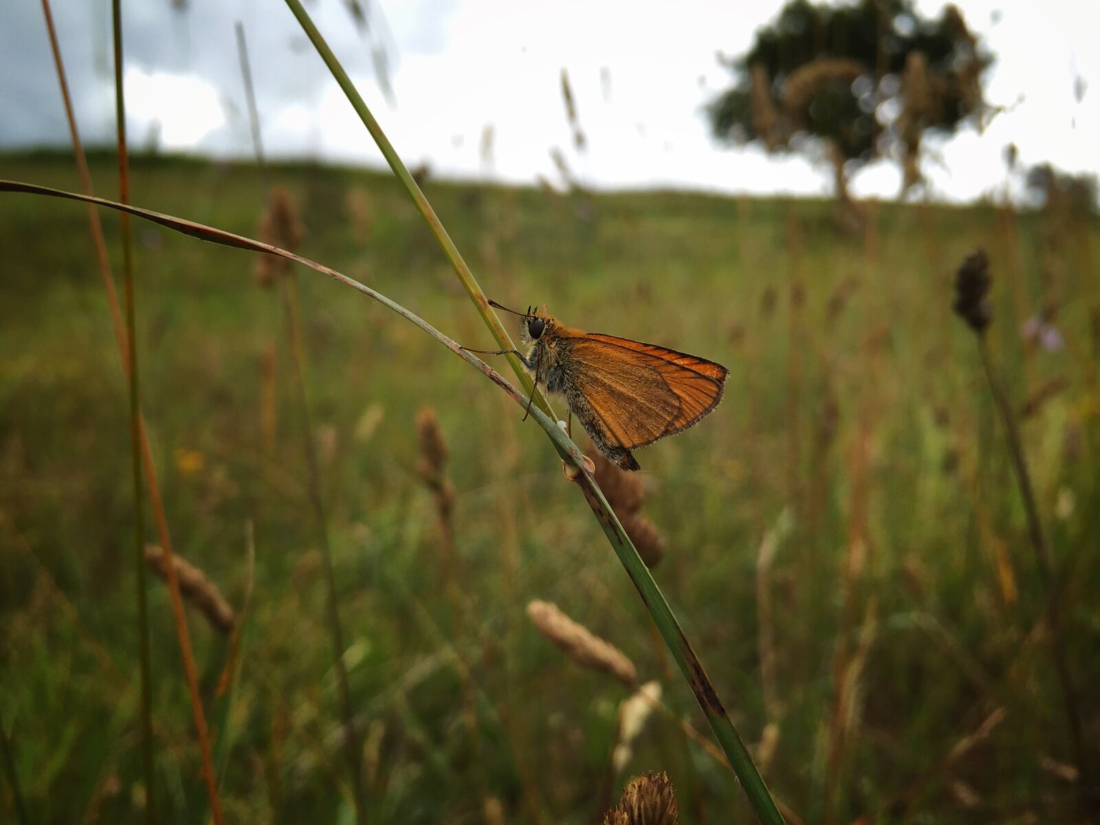 iPhone 6 back camera 4.15mm f/2.2 sample photo. Butterfly, nature photography