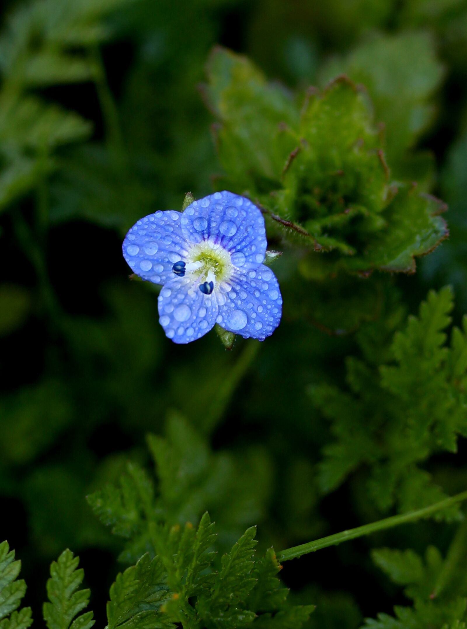 Canon EOS 700D (EOS Rebel T5i / EOS Kiss X7i) sample photo. Flower, blue, little photography