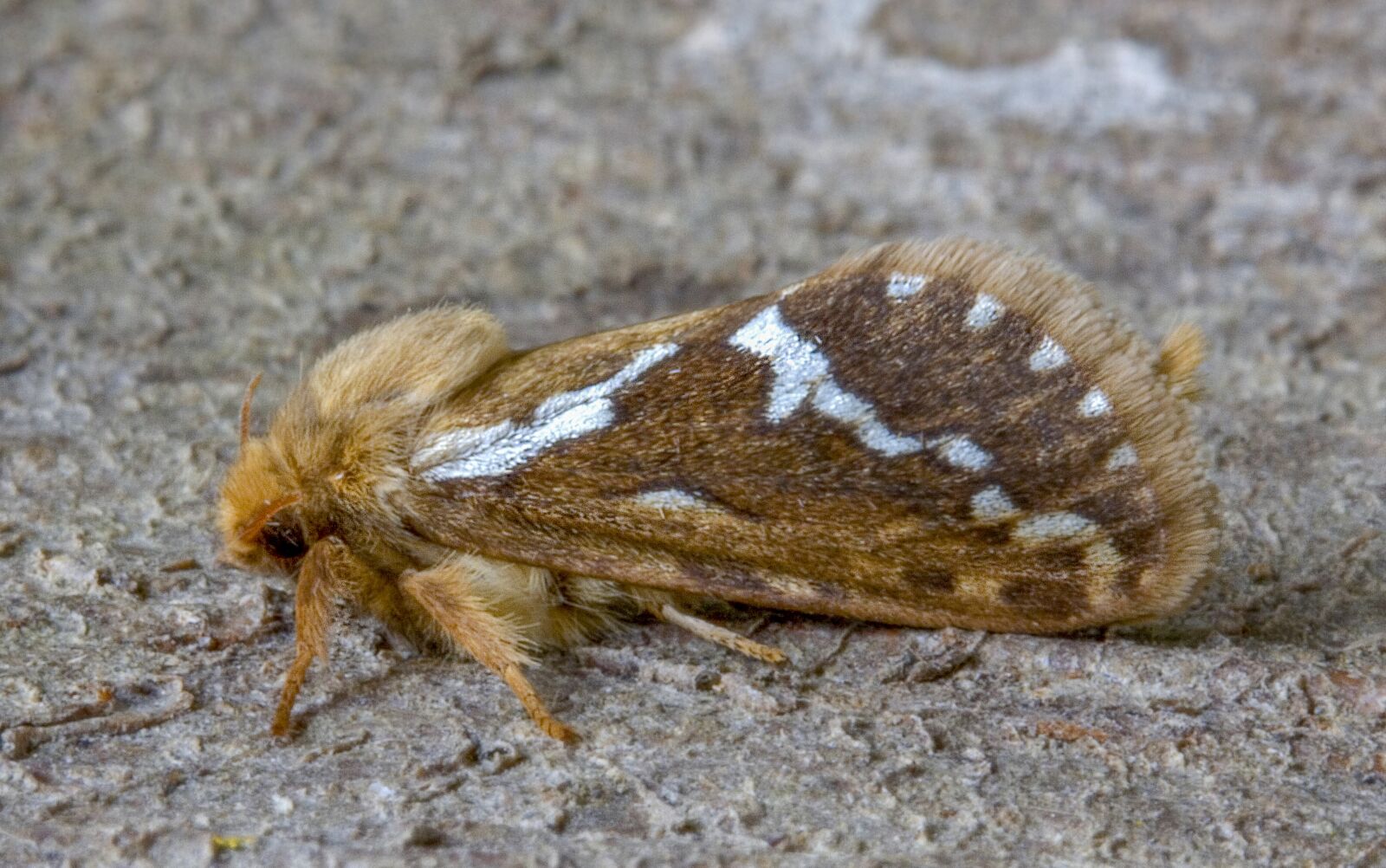 Canon EOS 400D (EOS Digital Rebel XTi / EOS Kiss Digital X) sample photo. Common swift, moth, macro photography