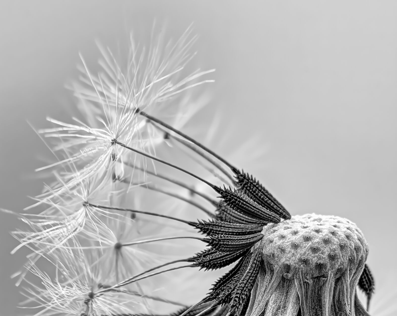 Canon EF 100mm F2.8L Macro IS USM sample photo. Dandelion, taraxacum, seeds photography