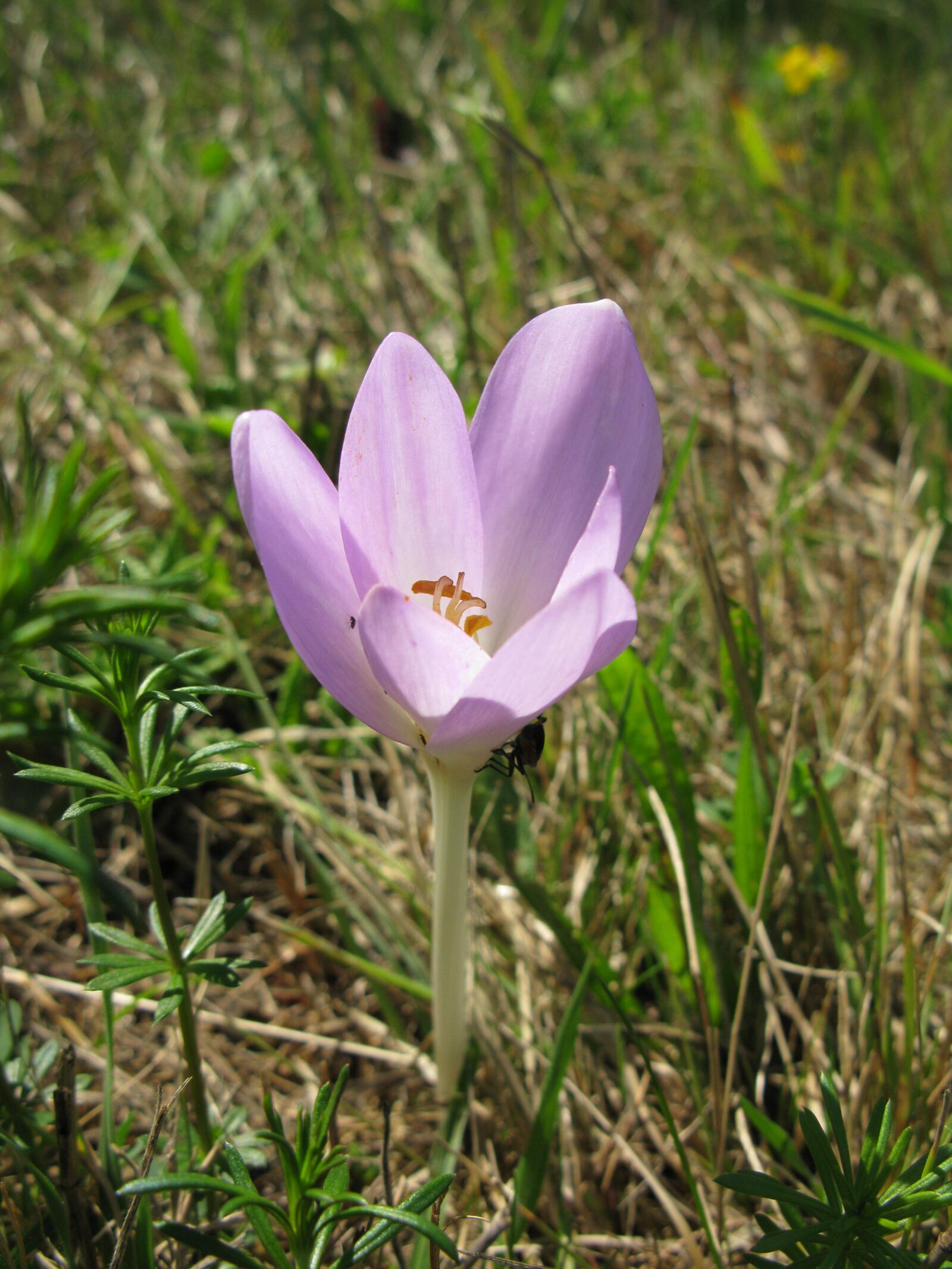 Canon POWERSHOT G9 sample photo. Colchicum, colchicum autumnale, autumn photography