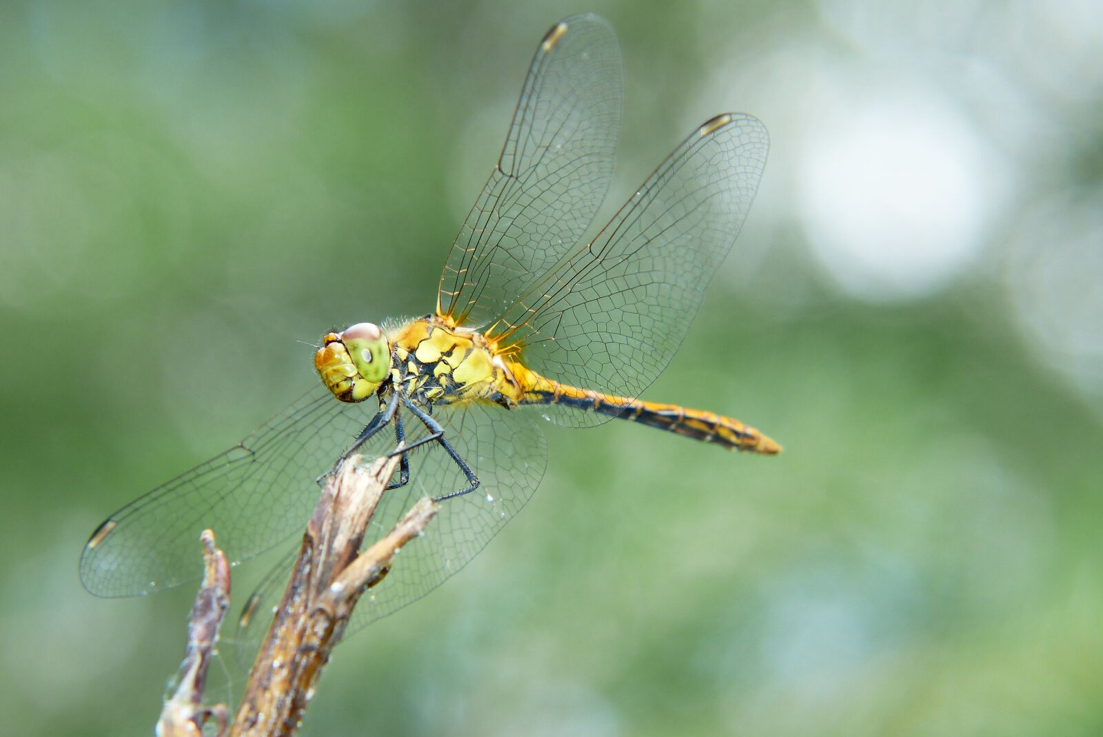 Panasonic Lumix DMC-FZ200 sample photo. Szablak blood, female, dragonflies photography