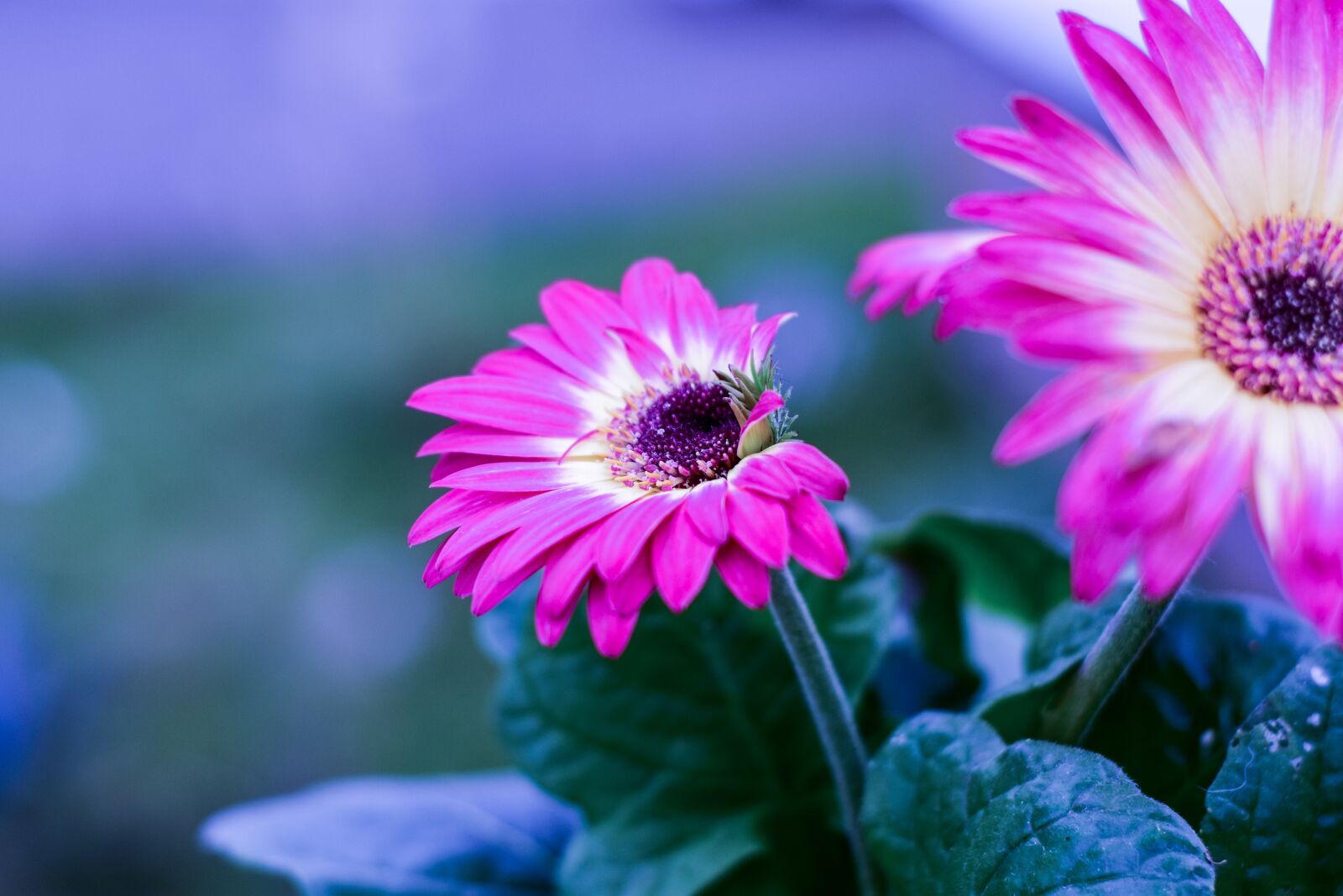Nikon D3400 sample photo. Beautiful flower, g rbela photography
