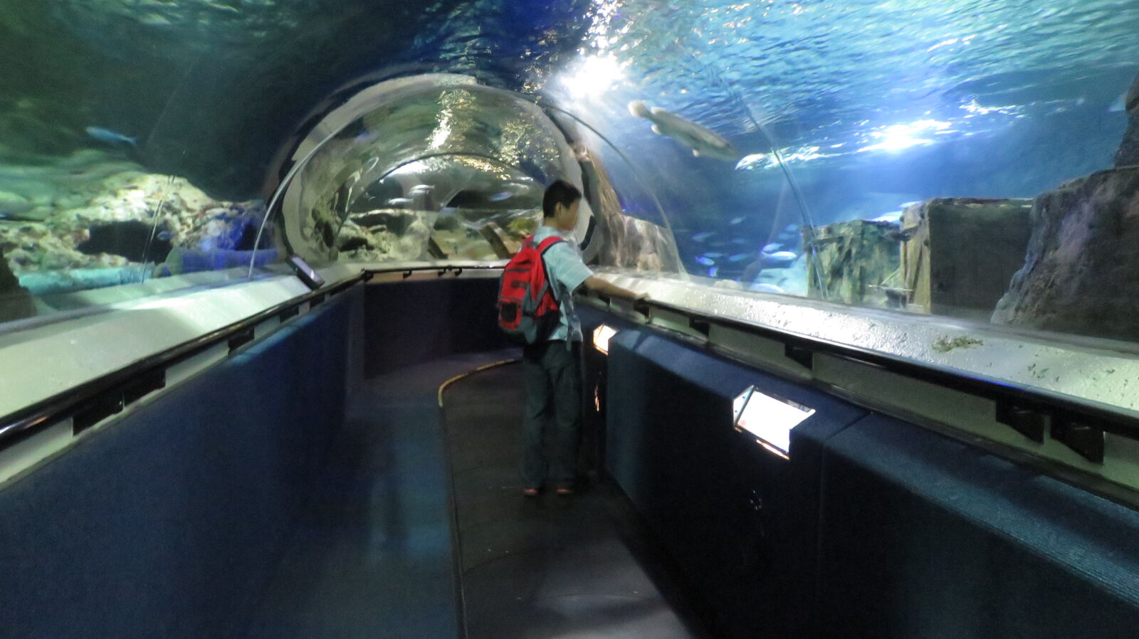Canon PowerShot SX710 HS sample photo. Aquarium, sealife, traveling, underwater photography