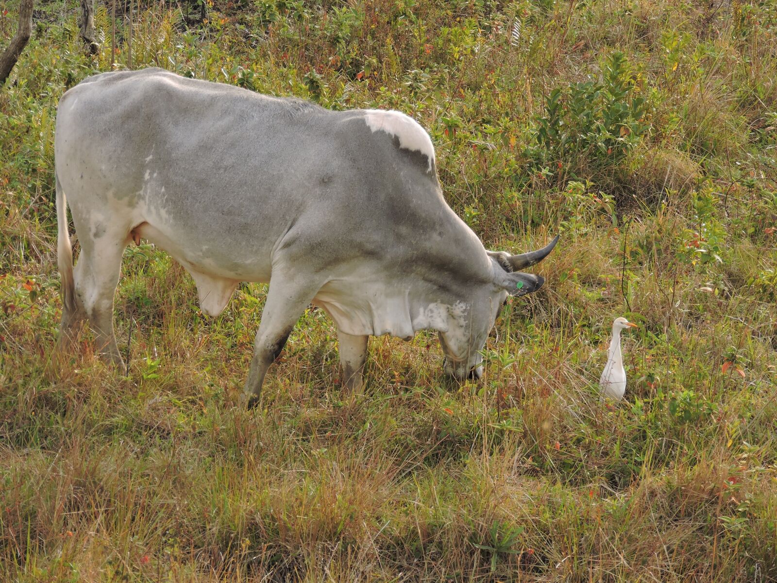 Nikon Coolpix P530 sample photo. Pasture, boi, field photography