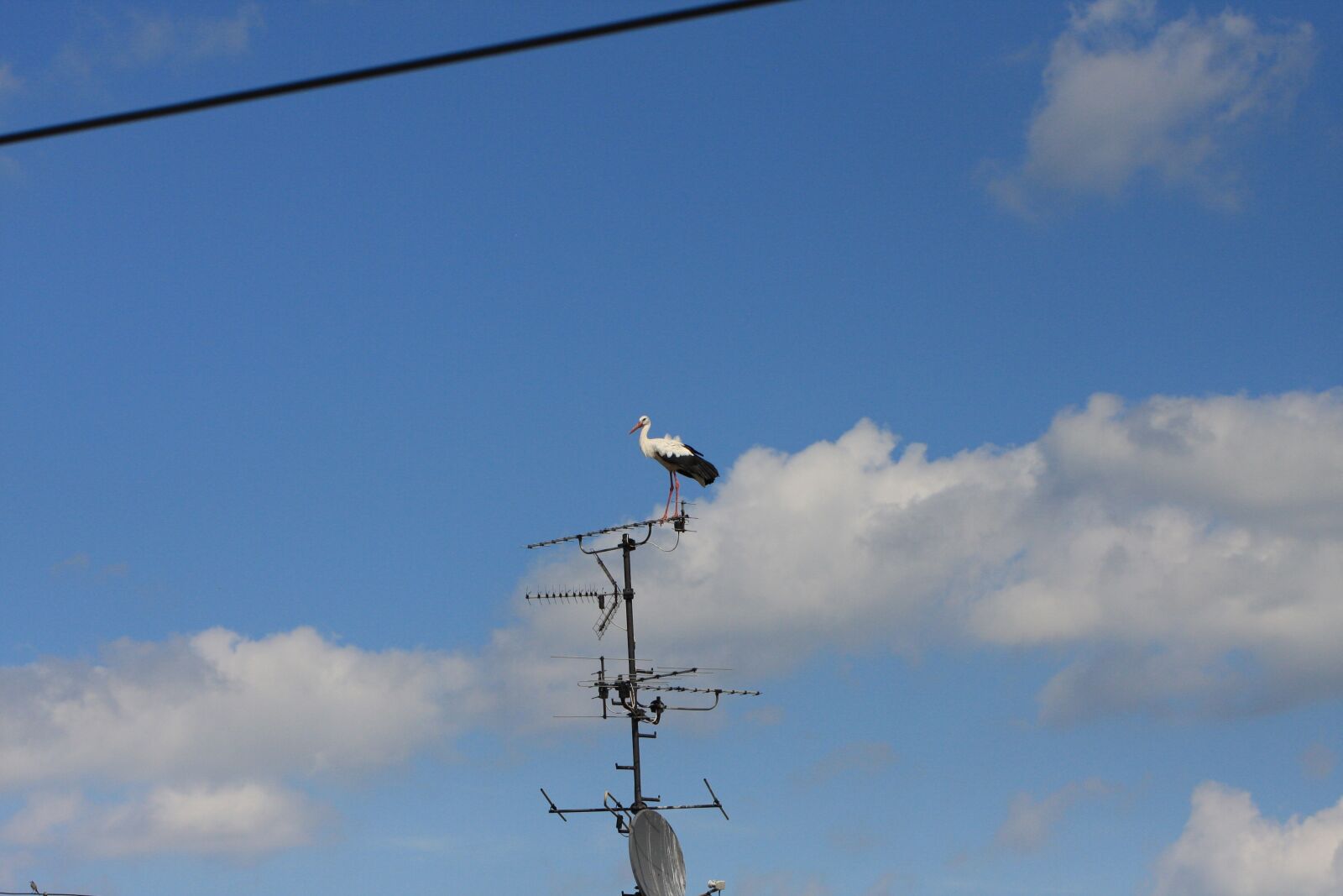 Canon EOS 40D sample photo. Sky, bird, stork photography