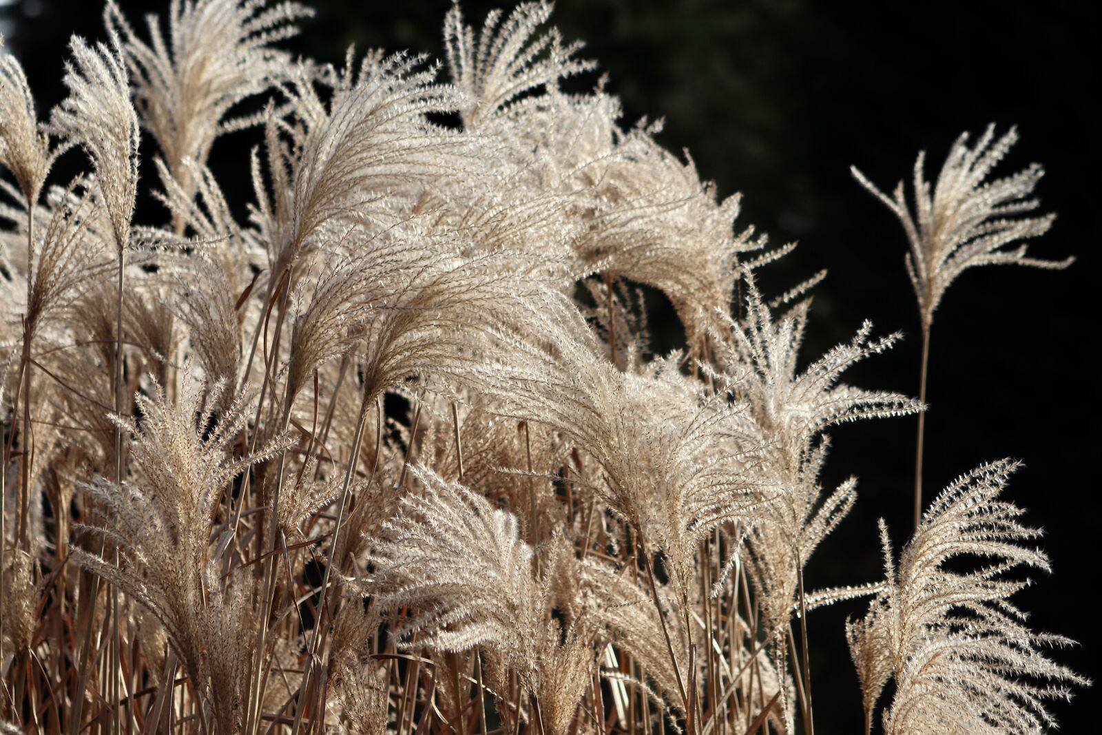 Canon EOS 800D (EOS Rebel T7i / EOS Kiss X9i) sample photo. Reed, miscanthus, elephant grass photography